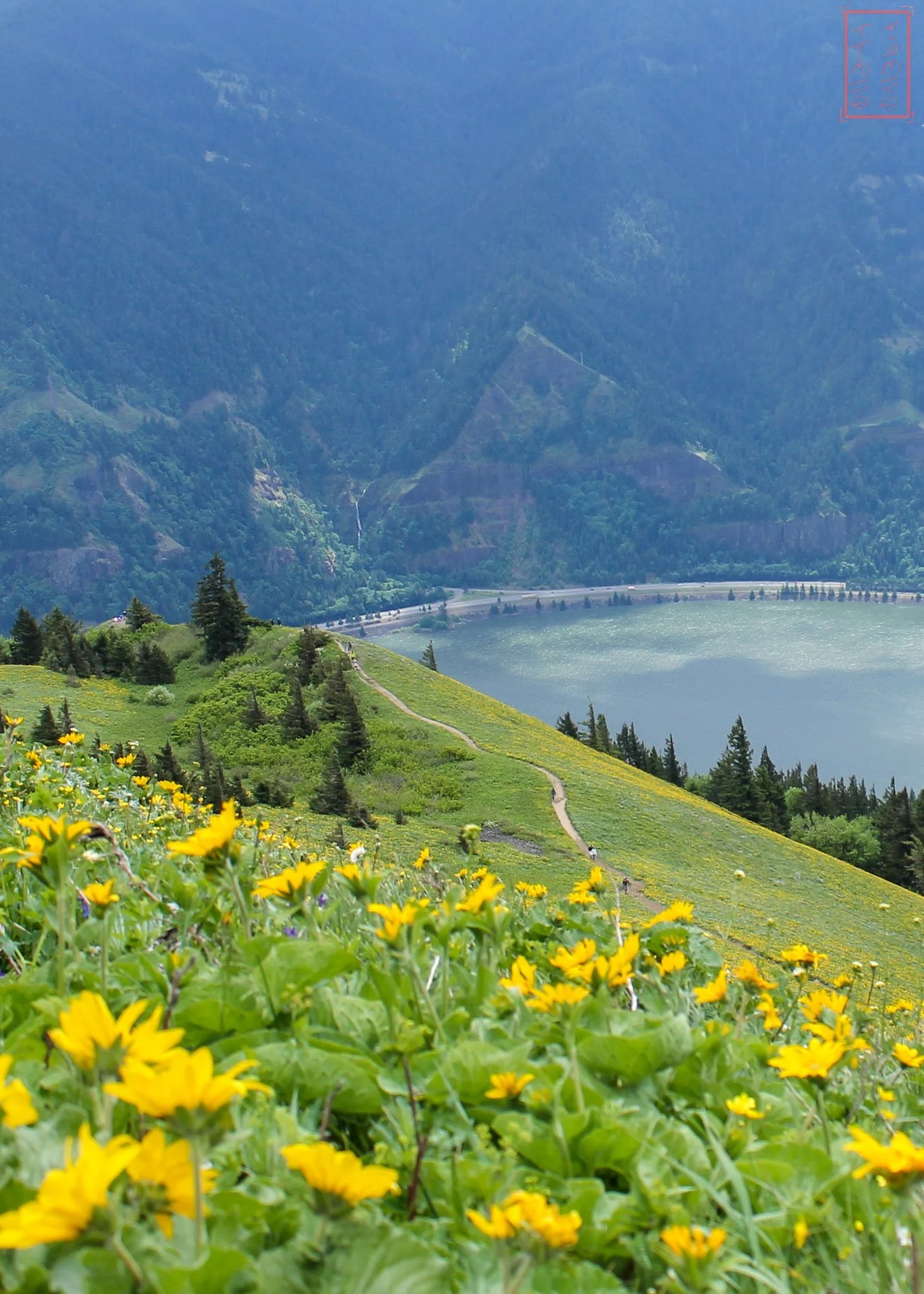 WA: Dog Mountain