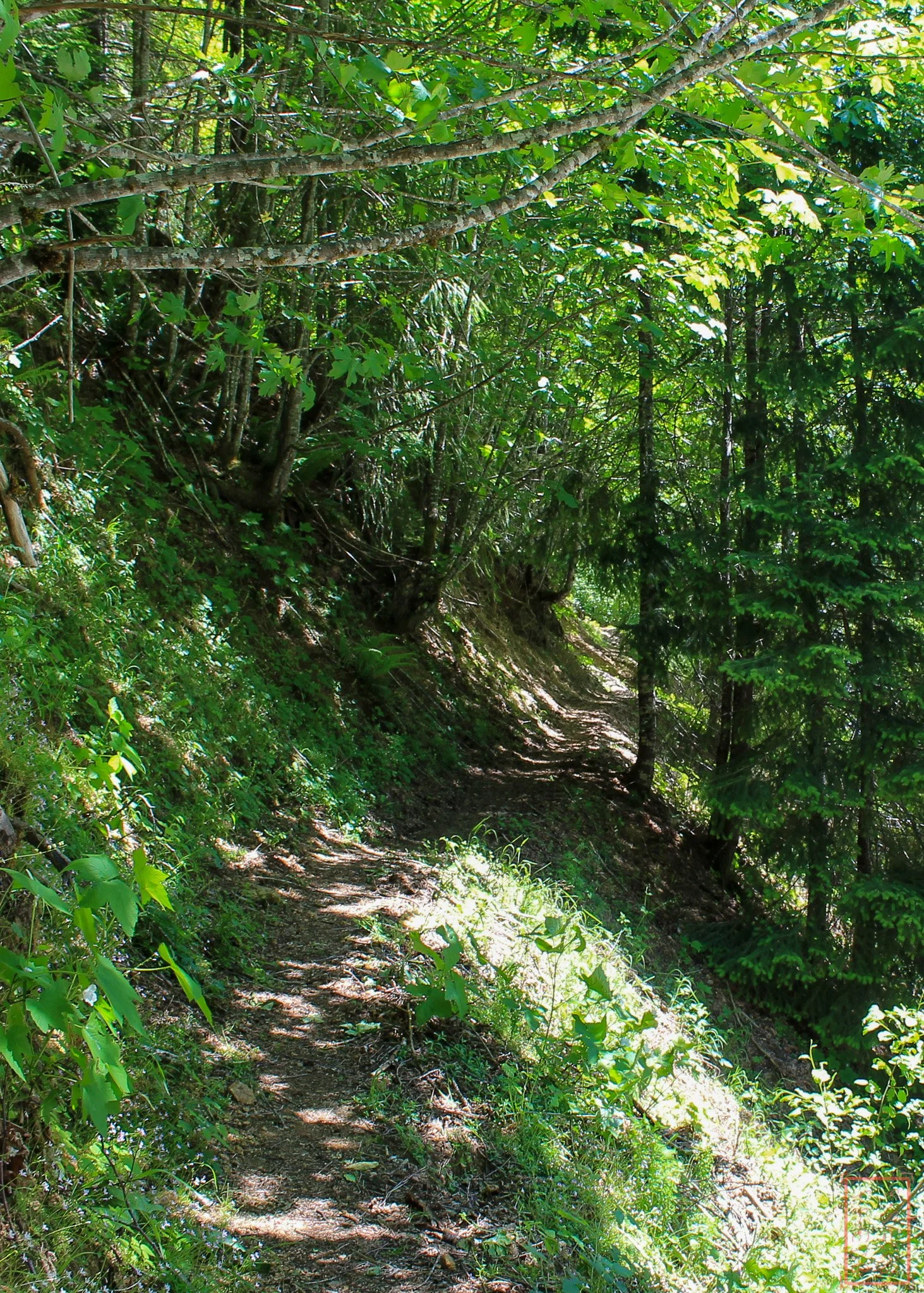 WA: Lava Canyon
