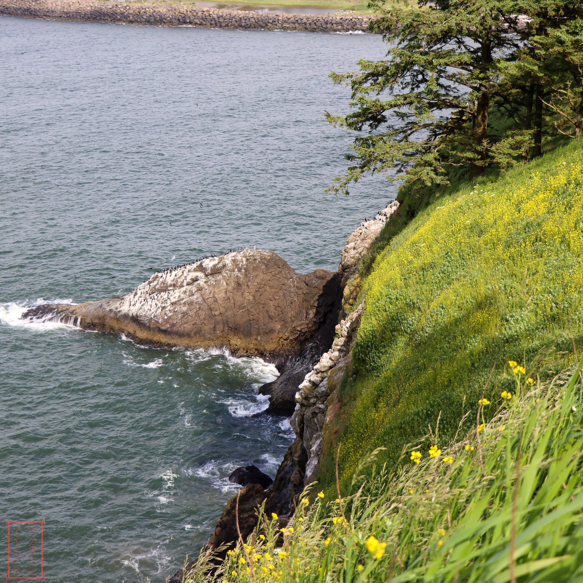WA: Cape Disappointment