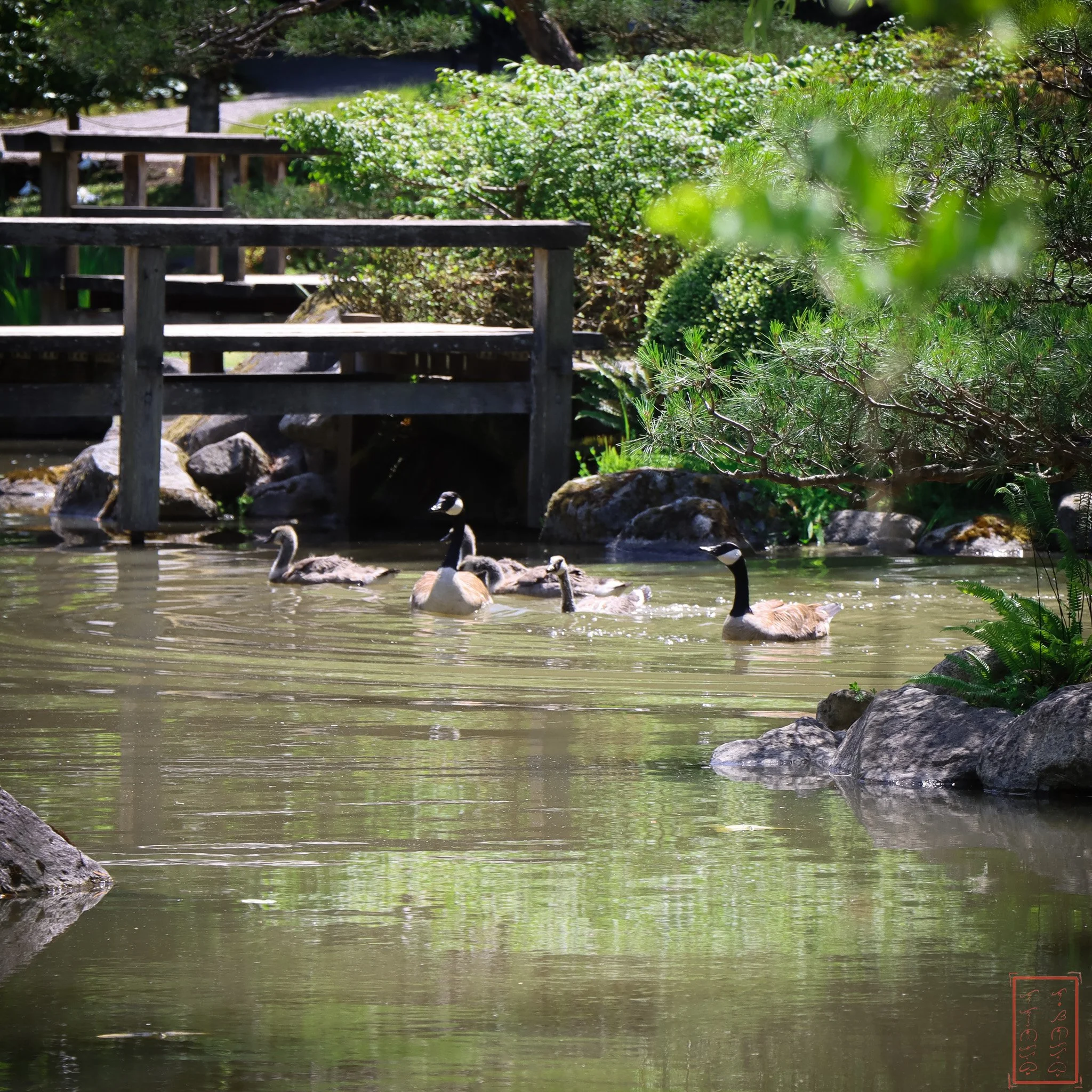 JapaneseGardens_1x1-3.jpg