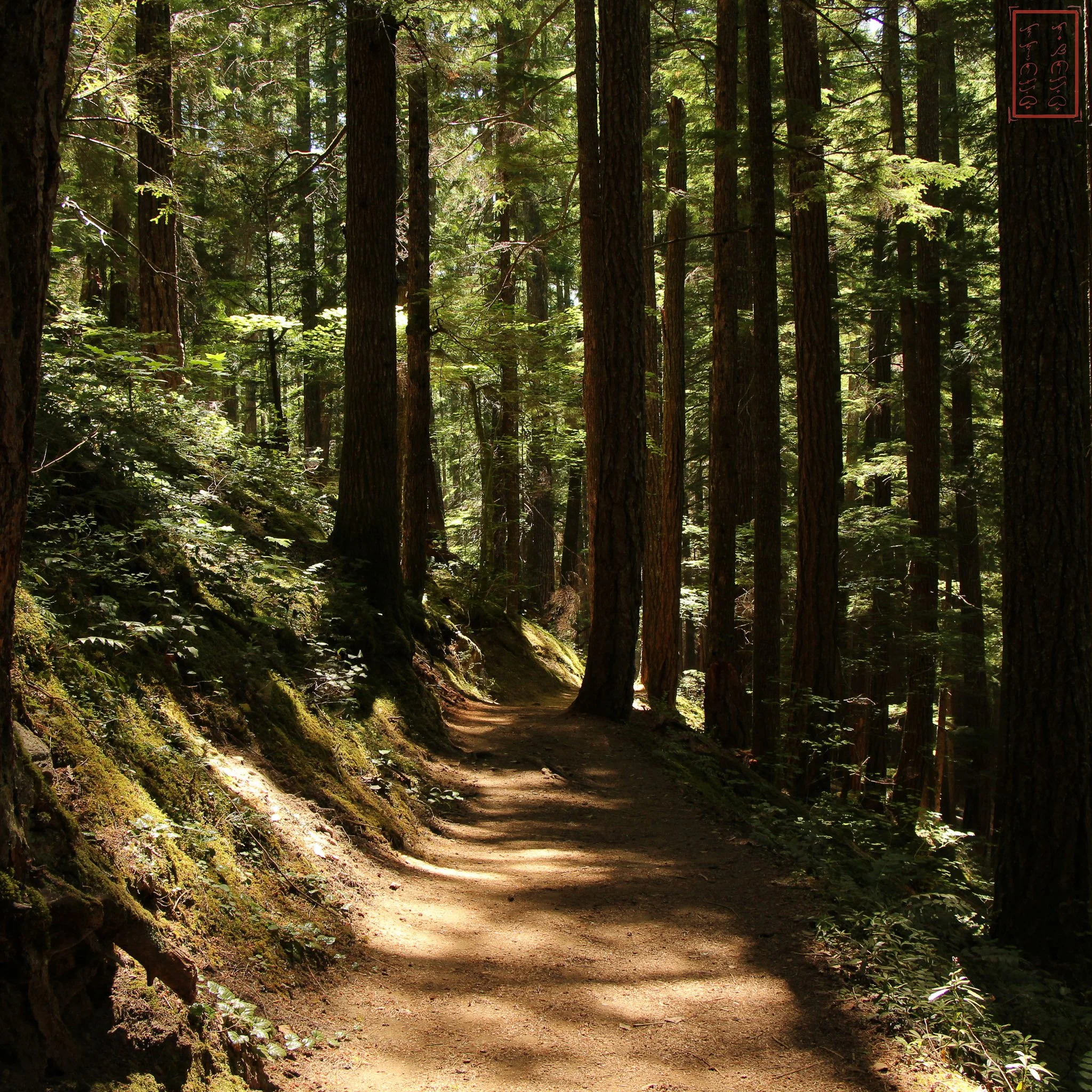 WA: Silver Falls