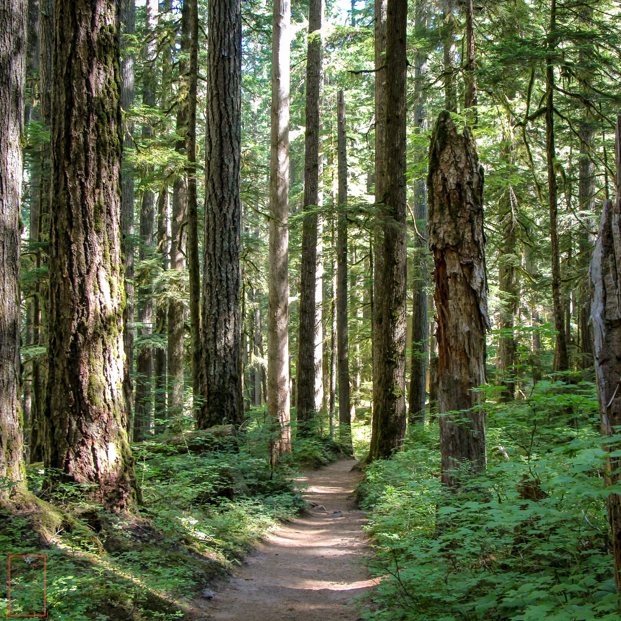 WA: Silver Falls