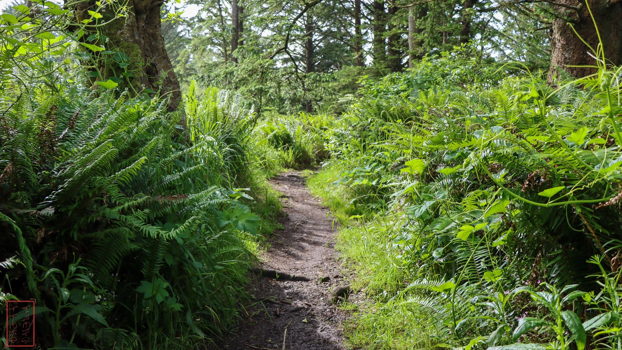 WA: Cape Disappointment