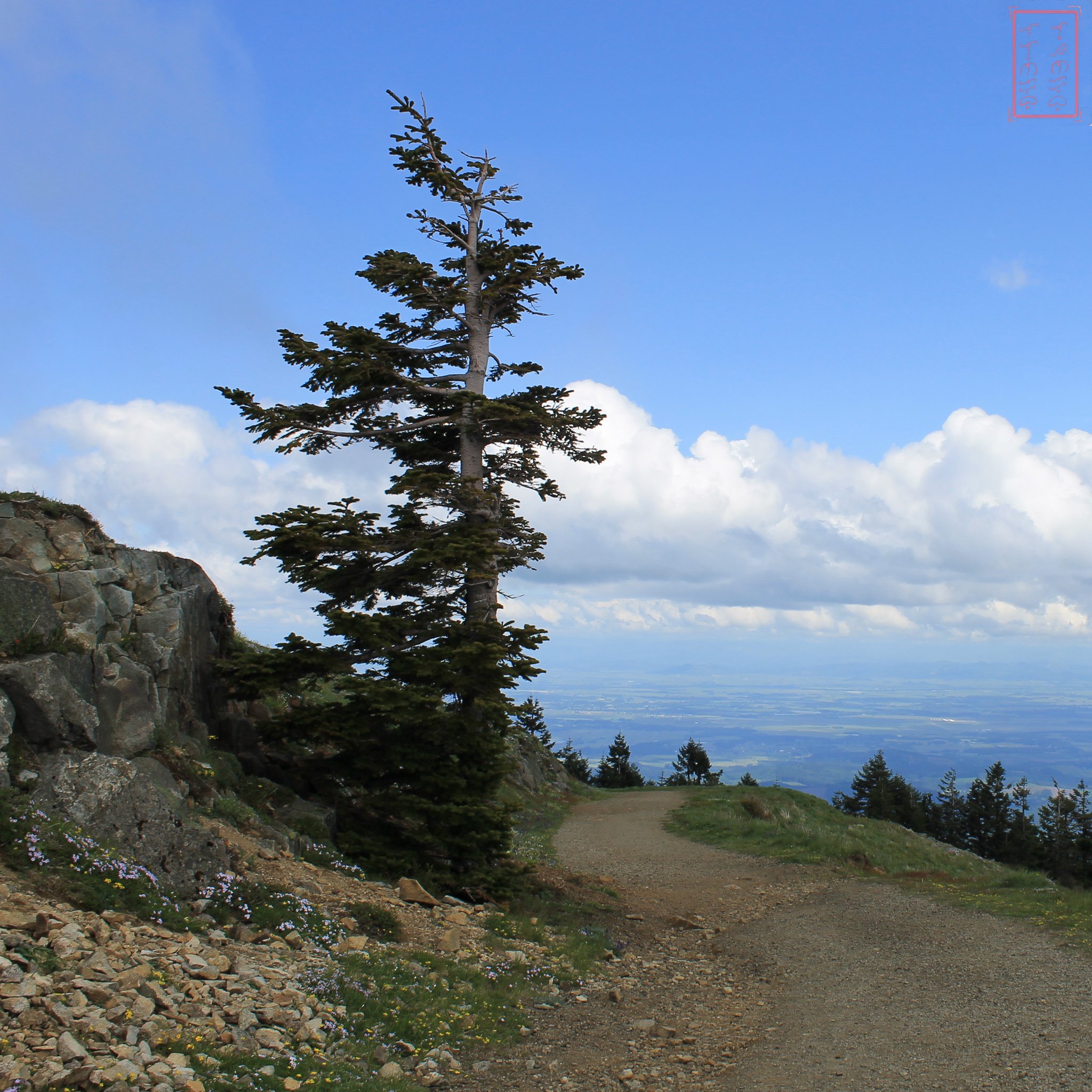 OR: Mary's Peak