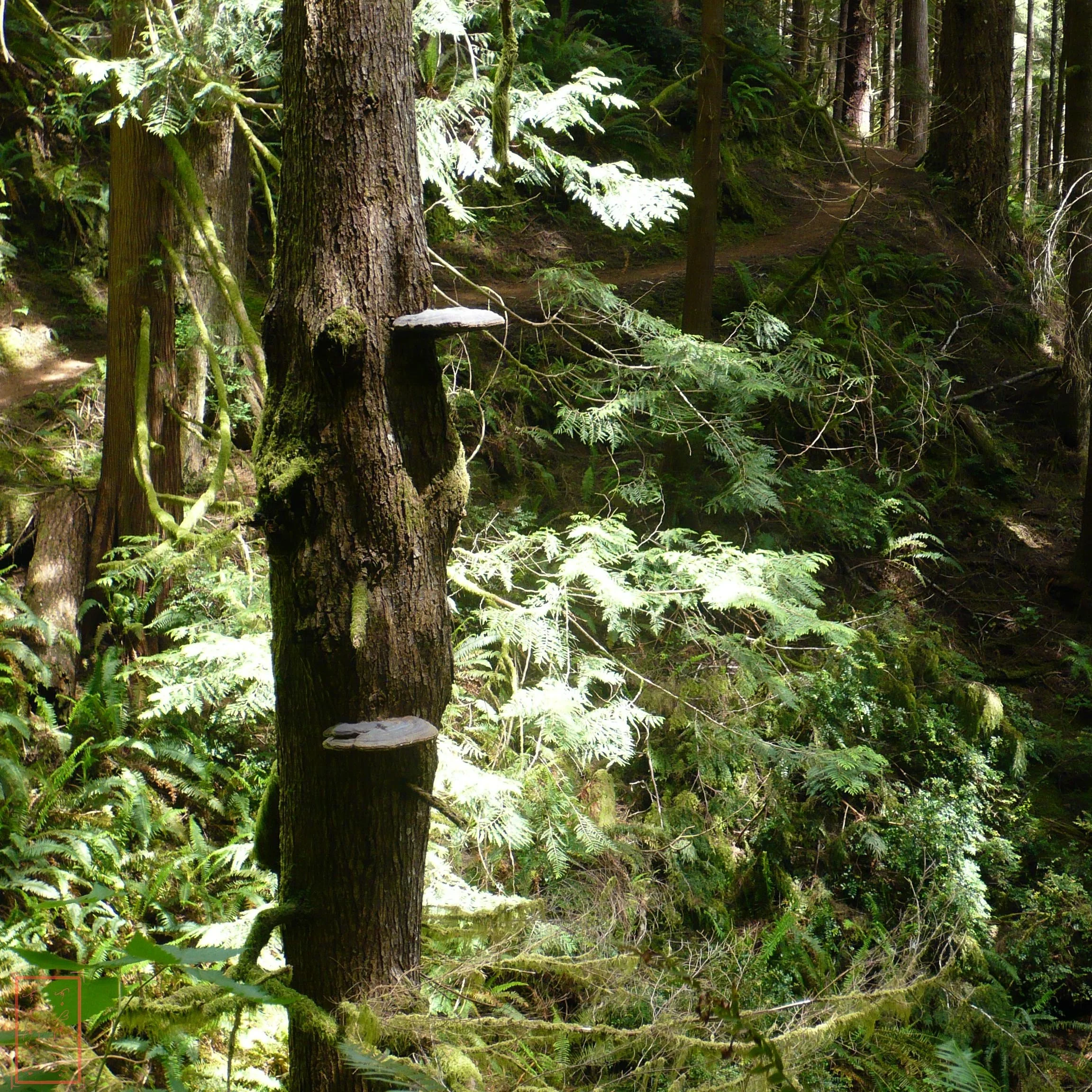 OR: Cape Perpetua