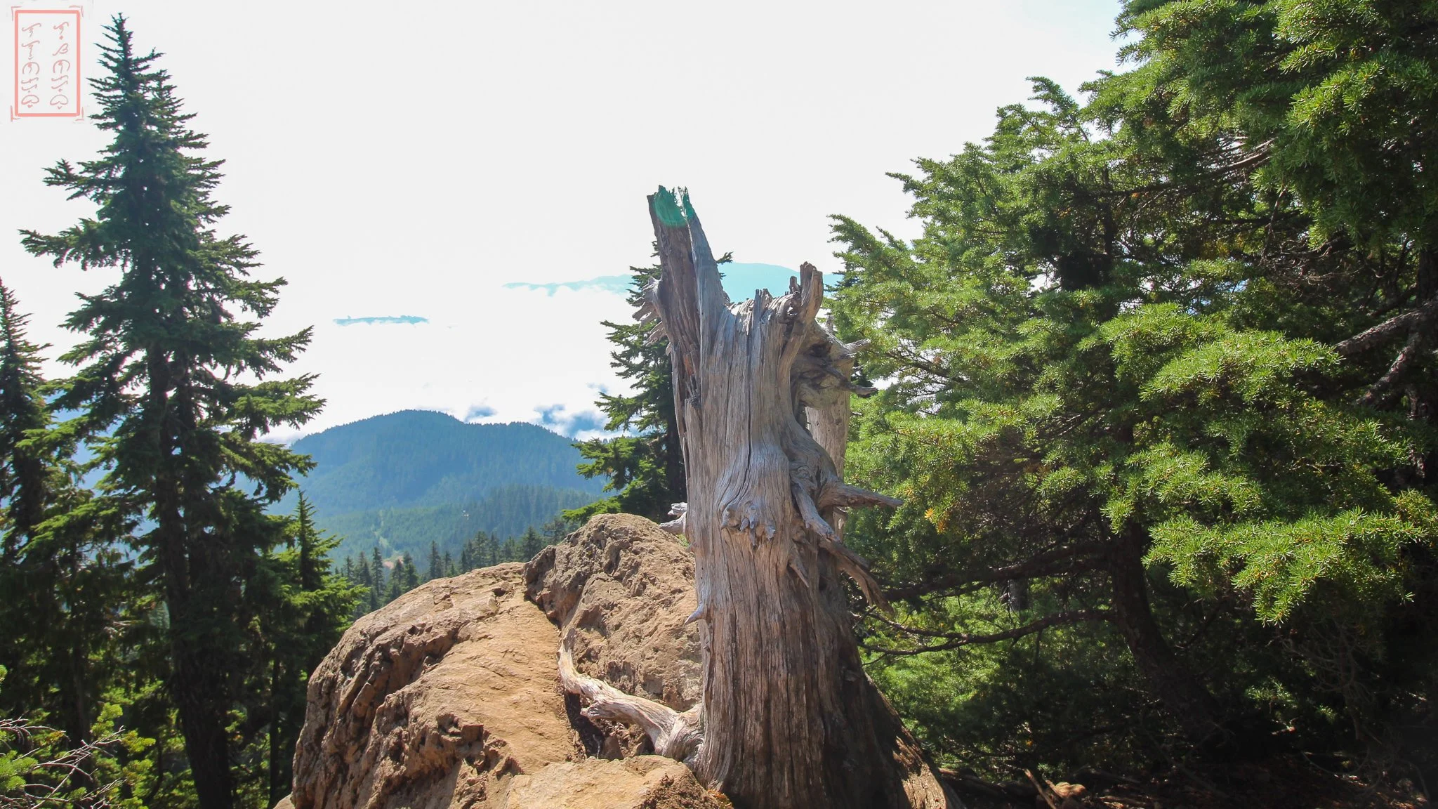 WA: Mount Ellinor