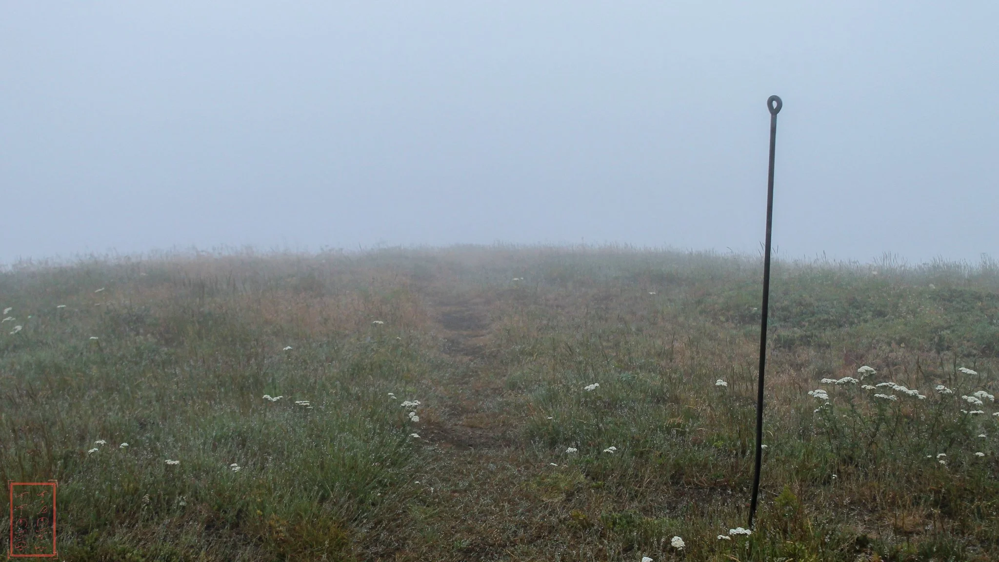 WA: Grassy Knoll