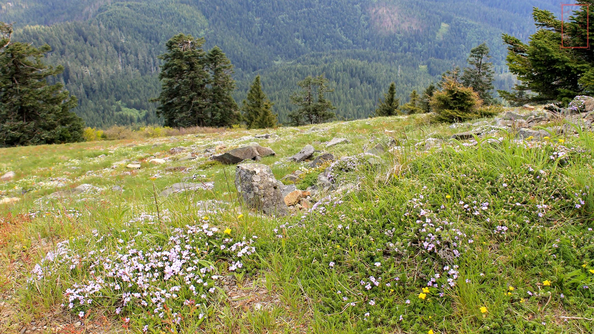 OR: Mary's Peak