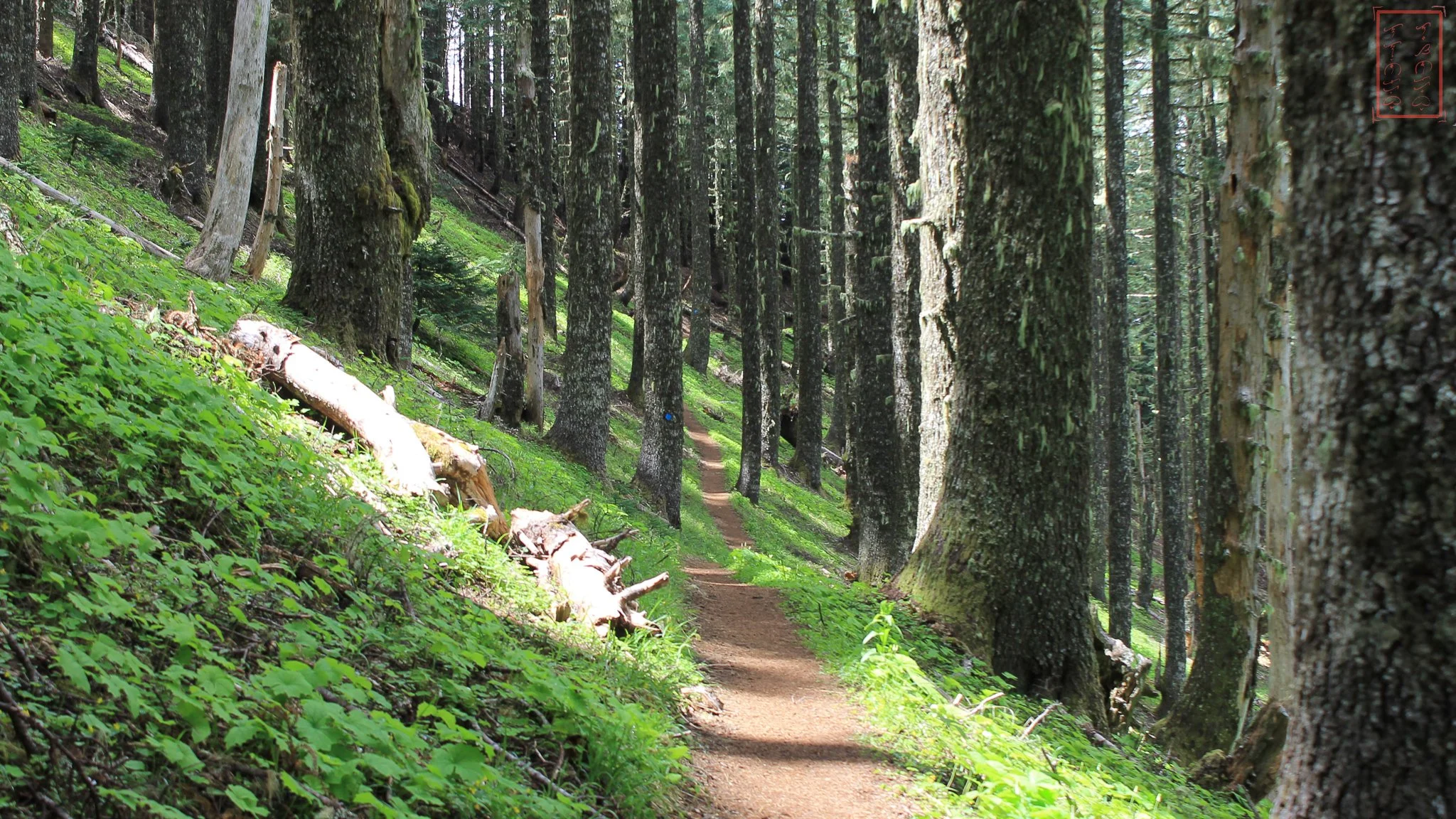 OR: Mary's Peak