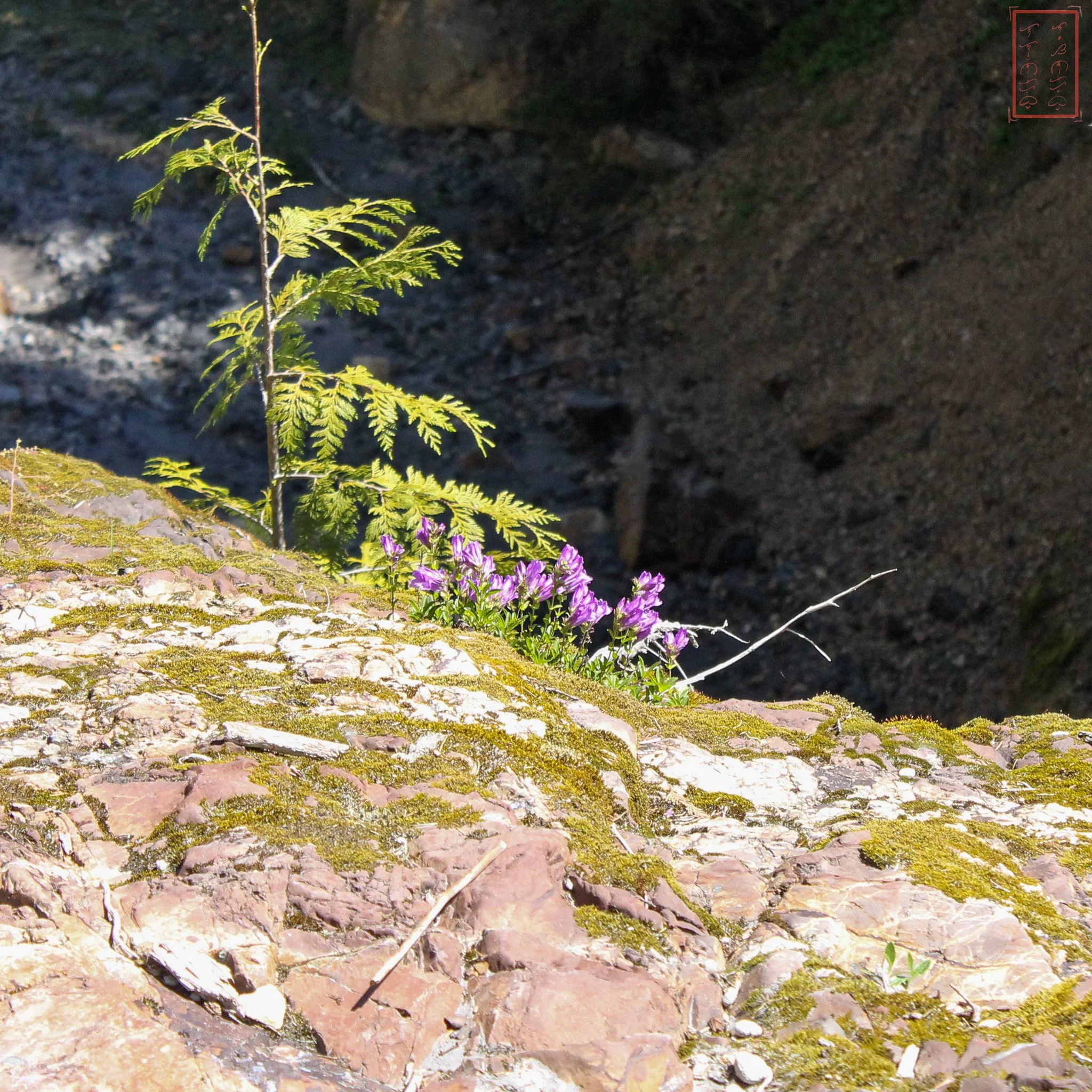 WA: Lava Canyon