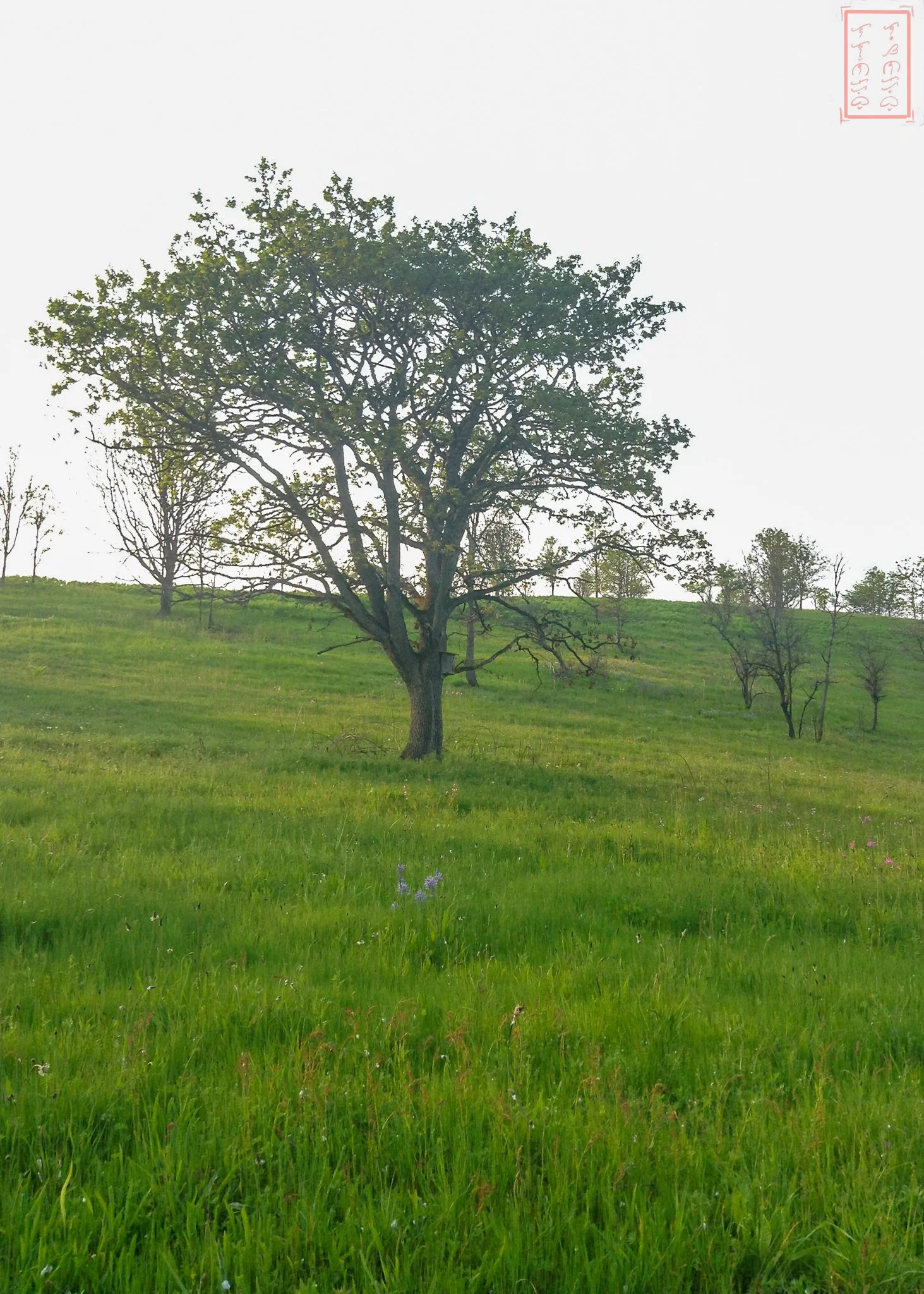 OR: William L. Finley National Wildlife Refuge