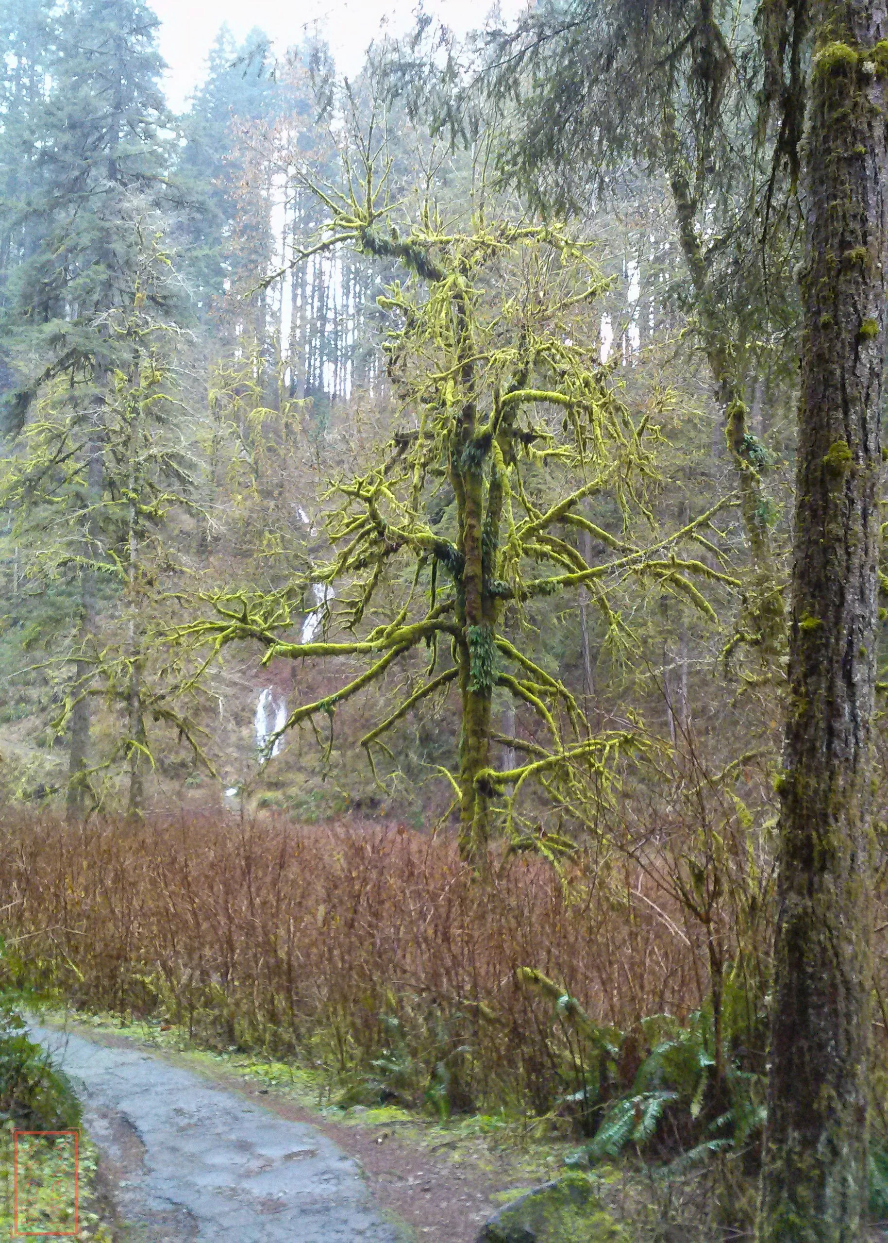OR: Silver Falls