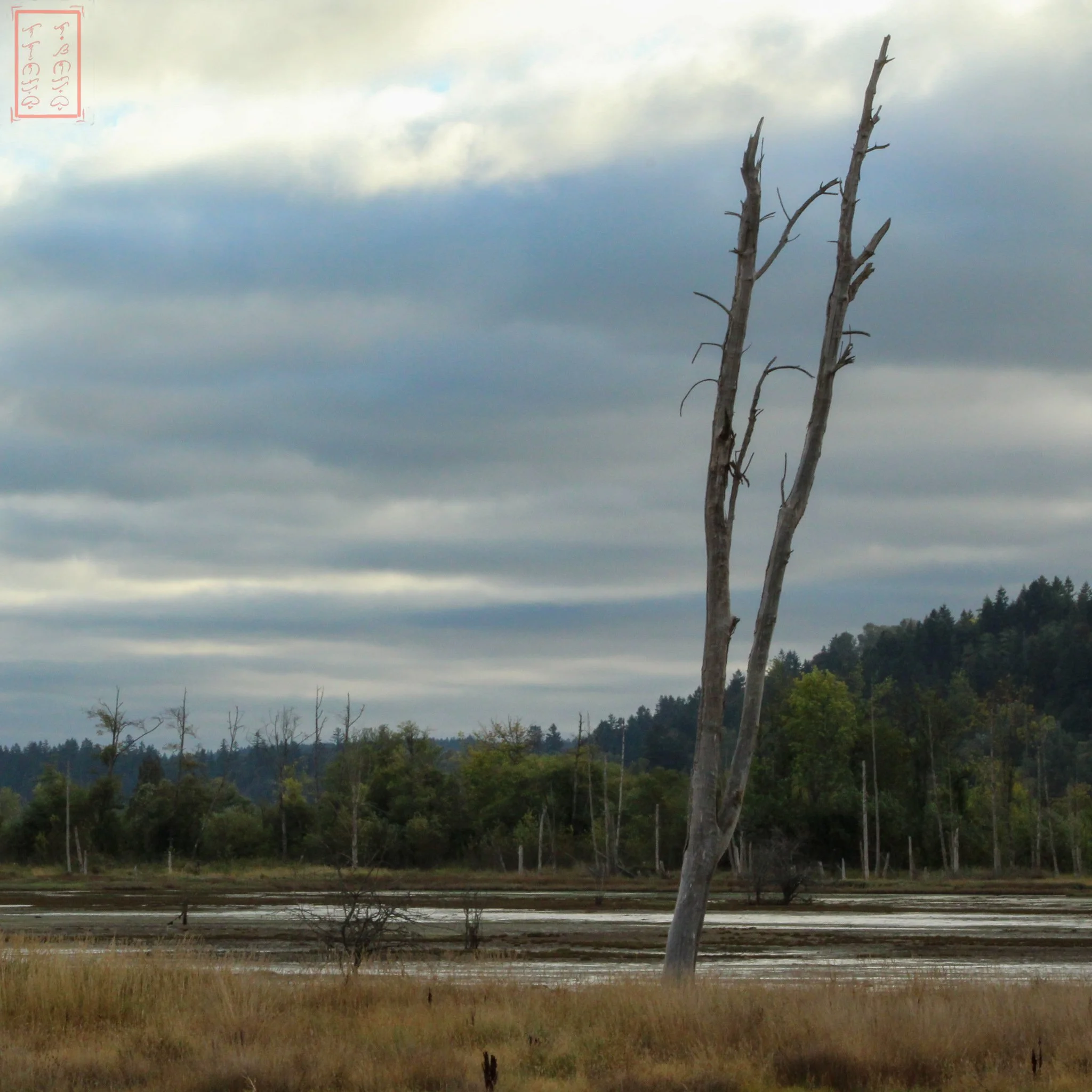 WA: Billy Frank Jr. Nisqually National Wildlife Refuge