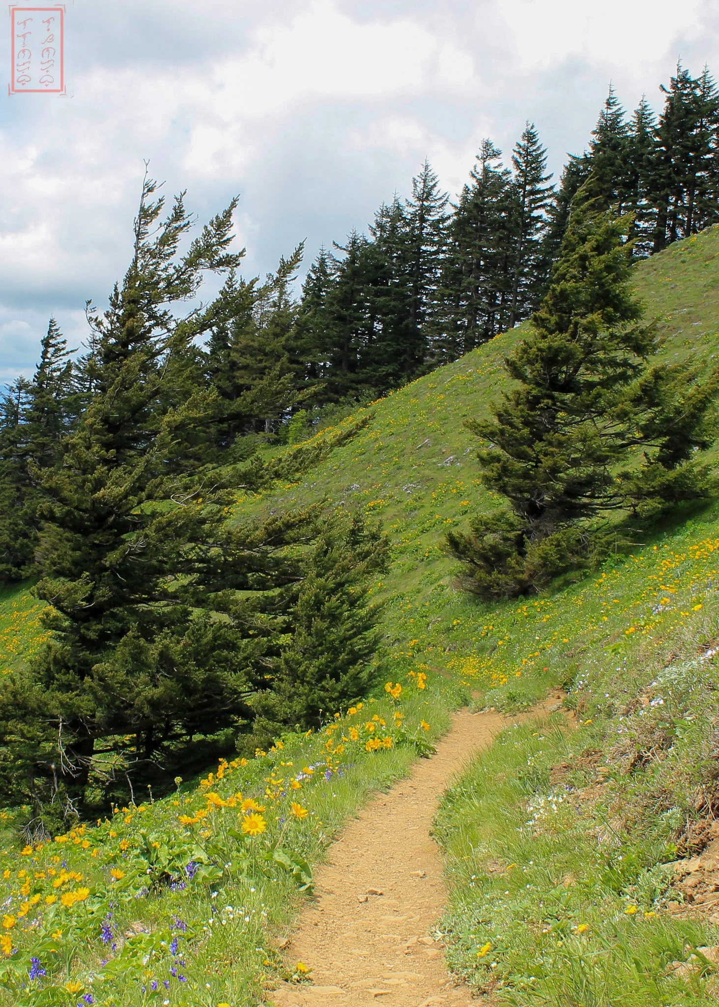 WA: Dog Mountain