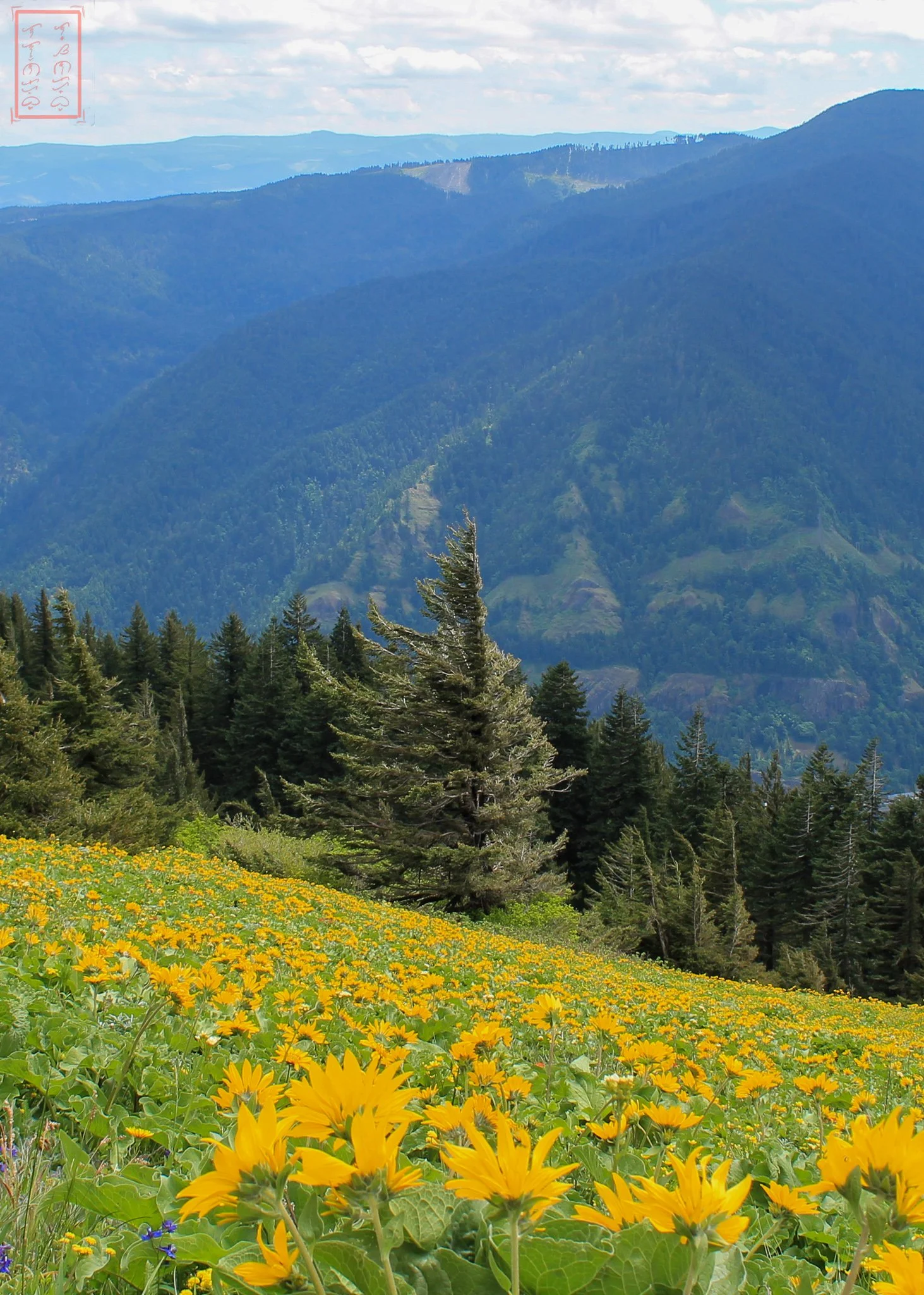 WA: Dog Mountain