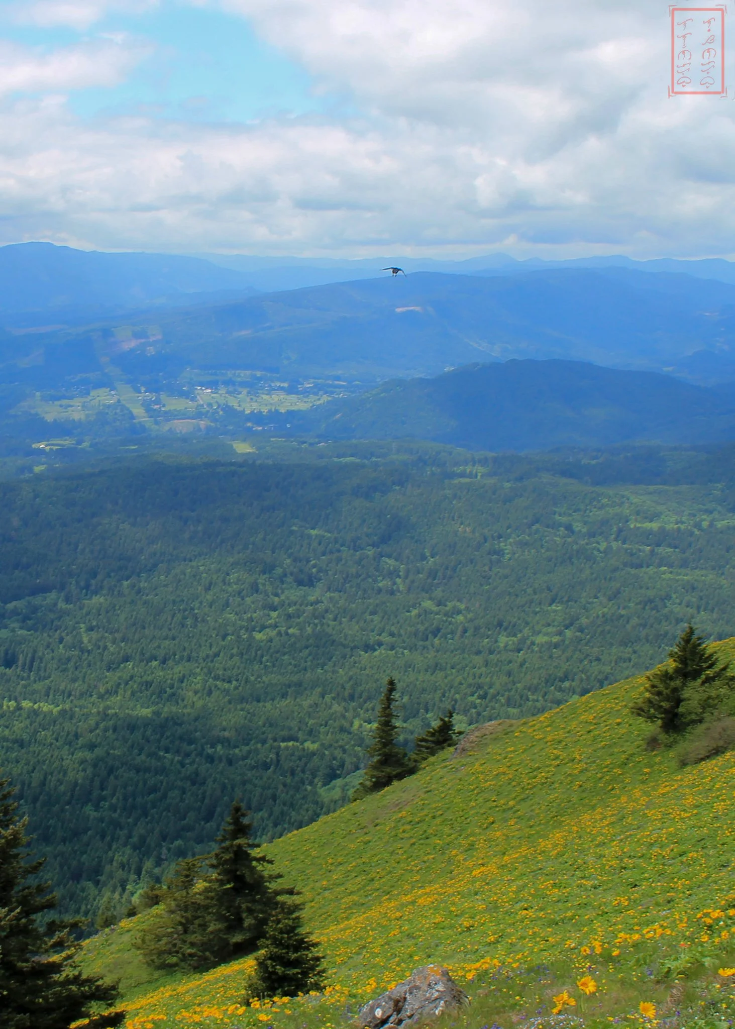 WA: Dog Mountain
