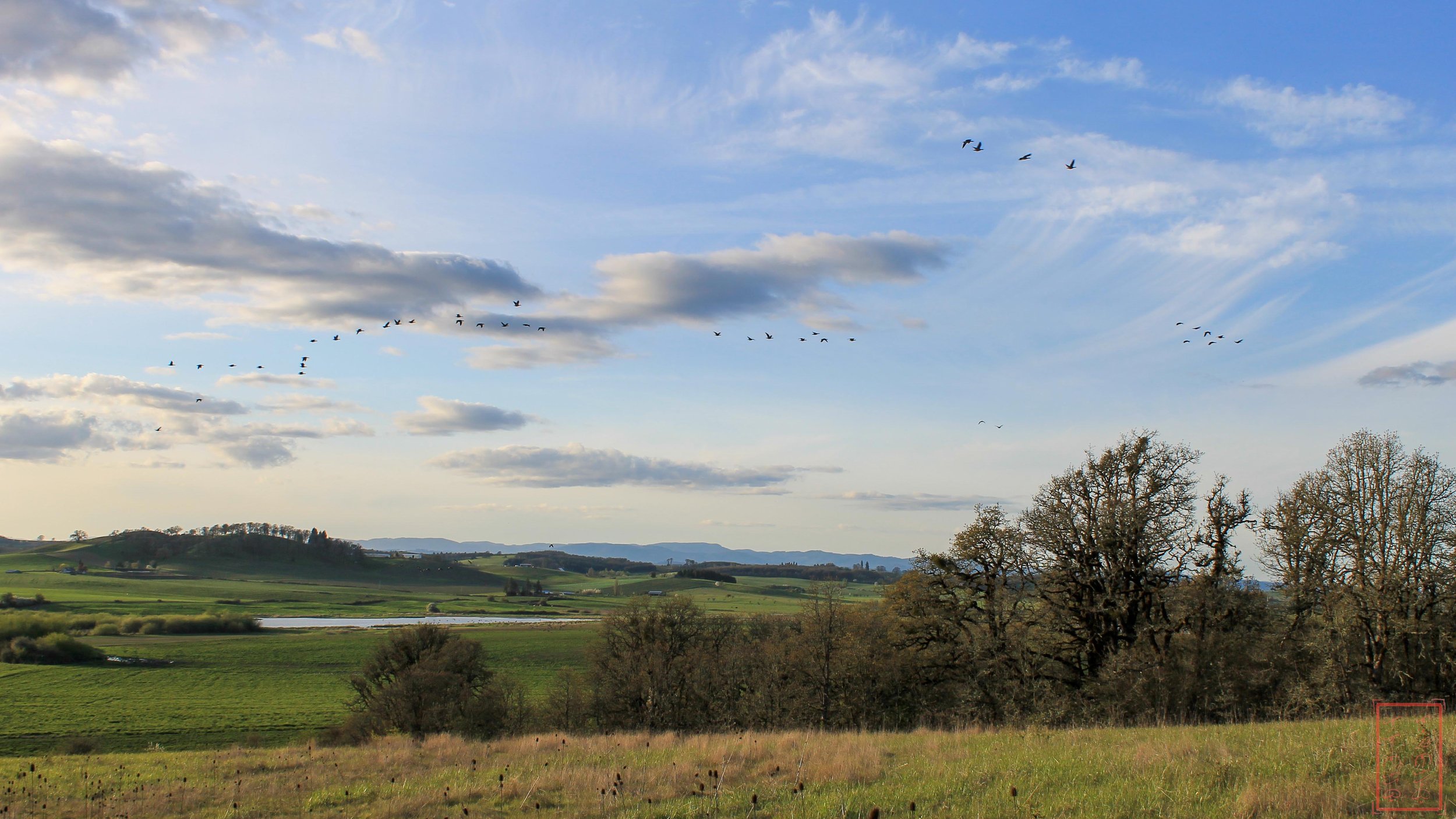 OR: Baskett Slough