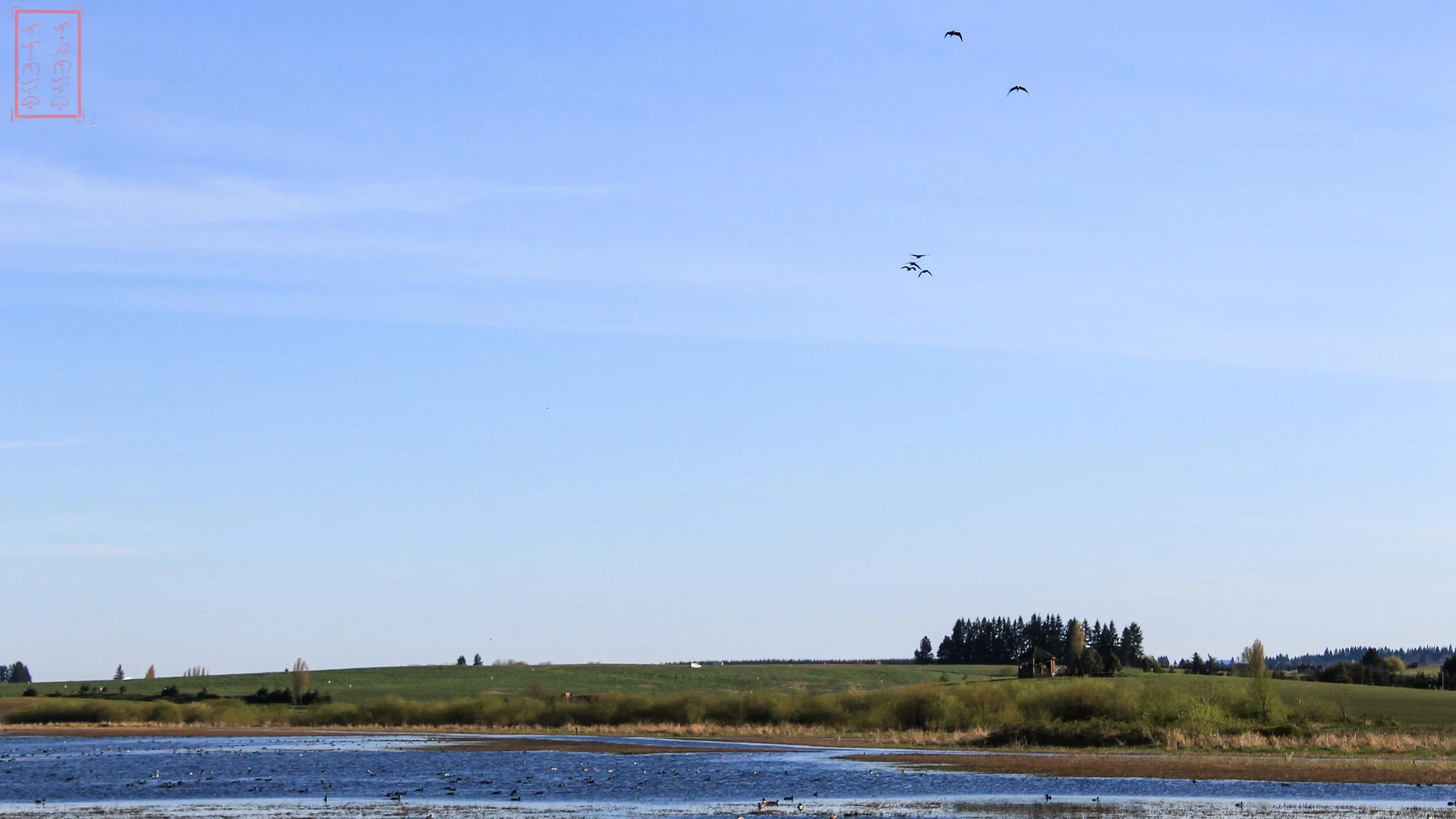 OR: Baskett Slough