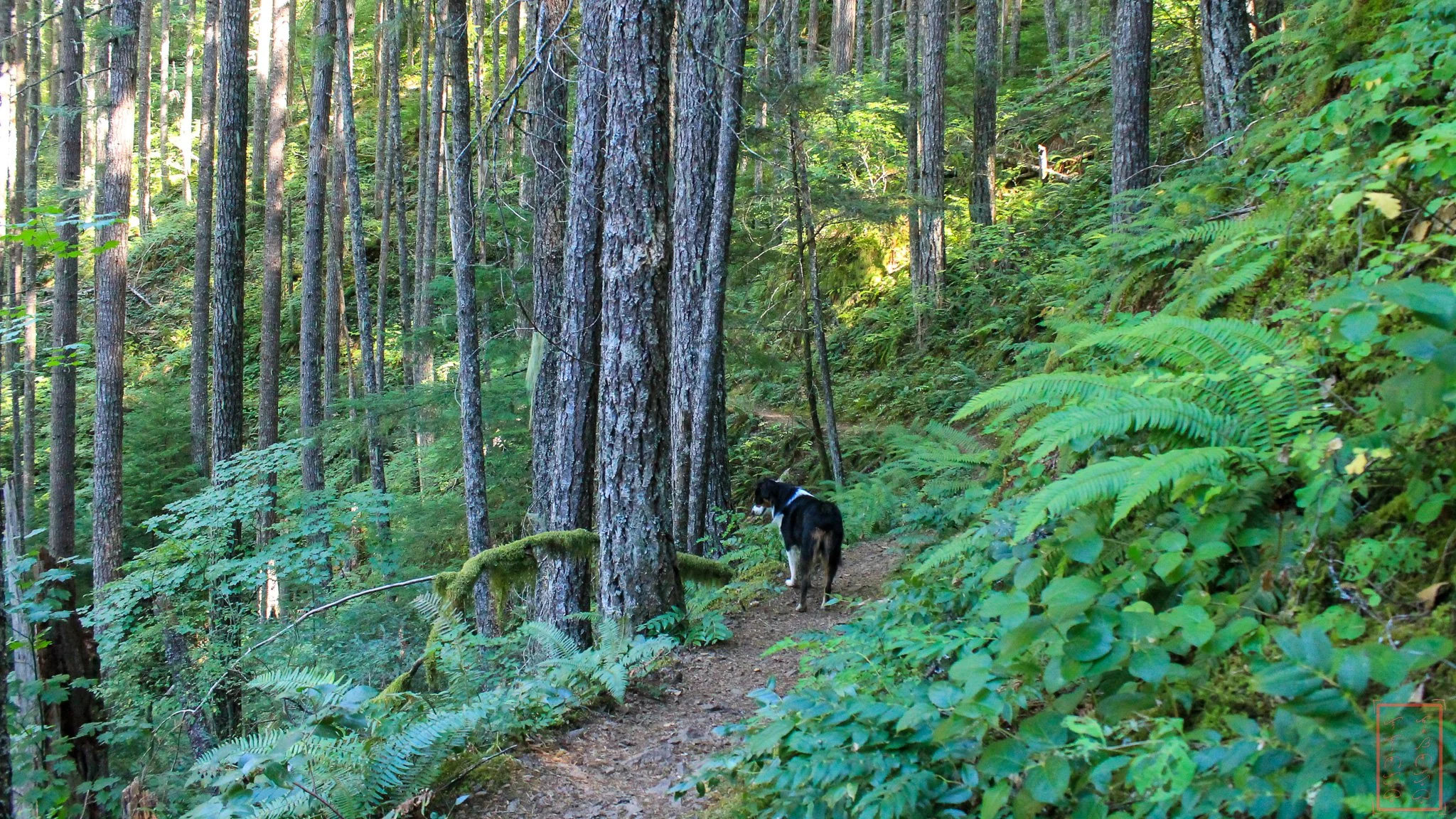OR: Salmon-Huckleberry Wilderness