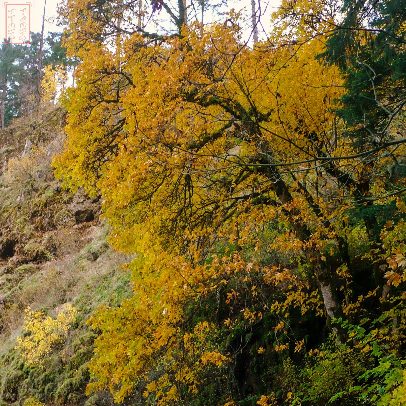OR: Wahkeena Falls to Multnomah Falls