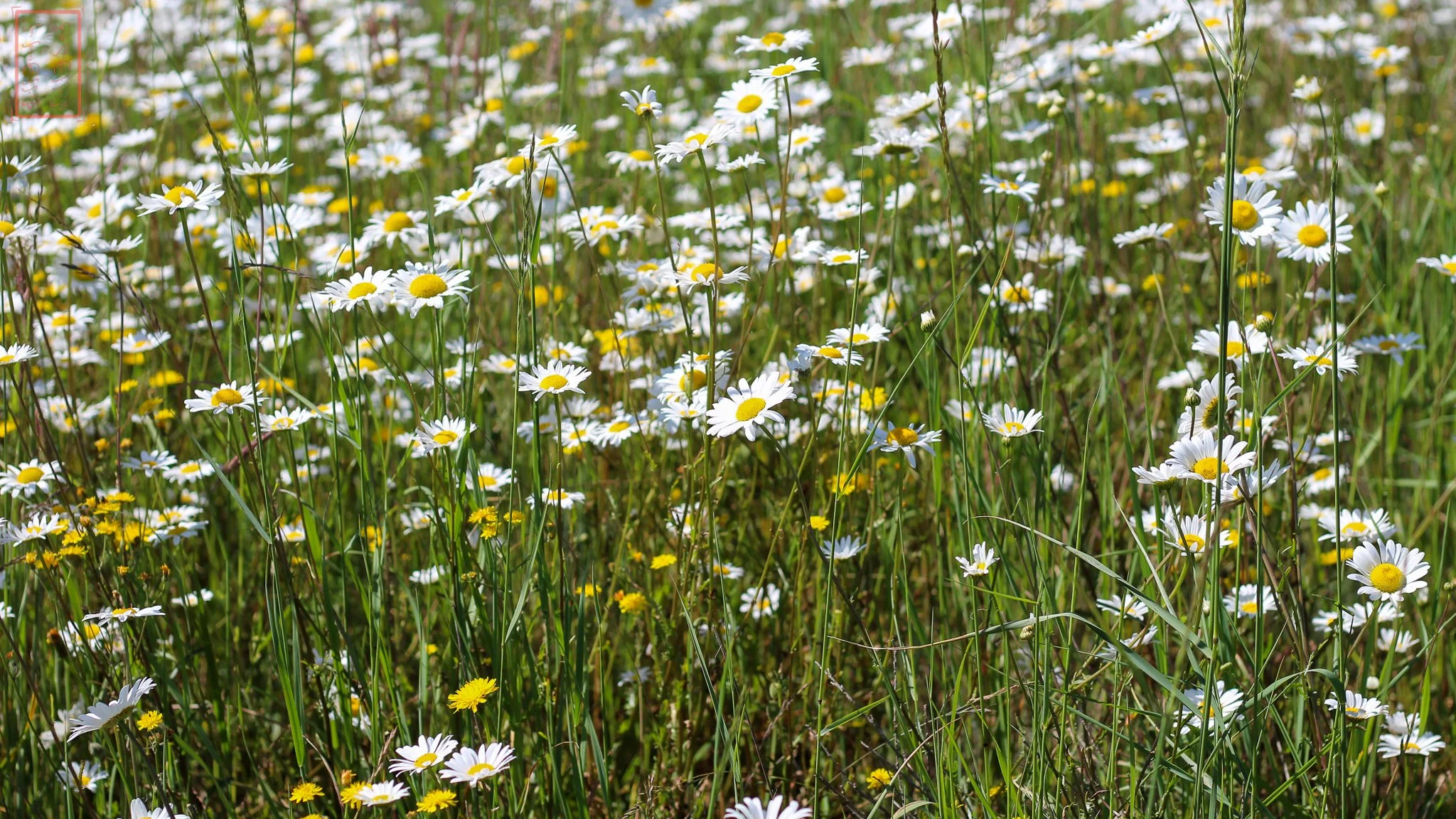 WA: Mima Mounds