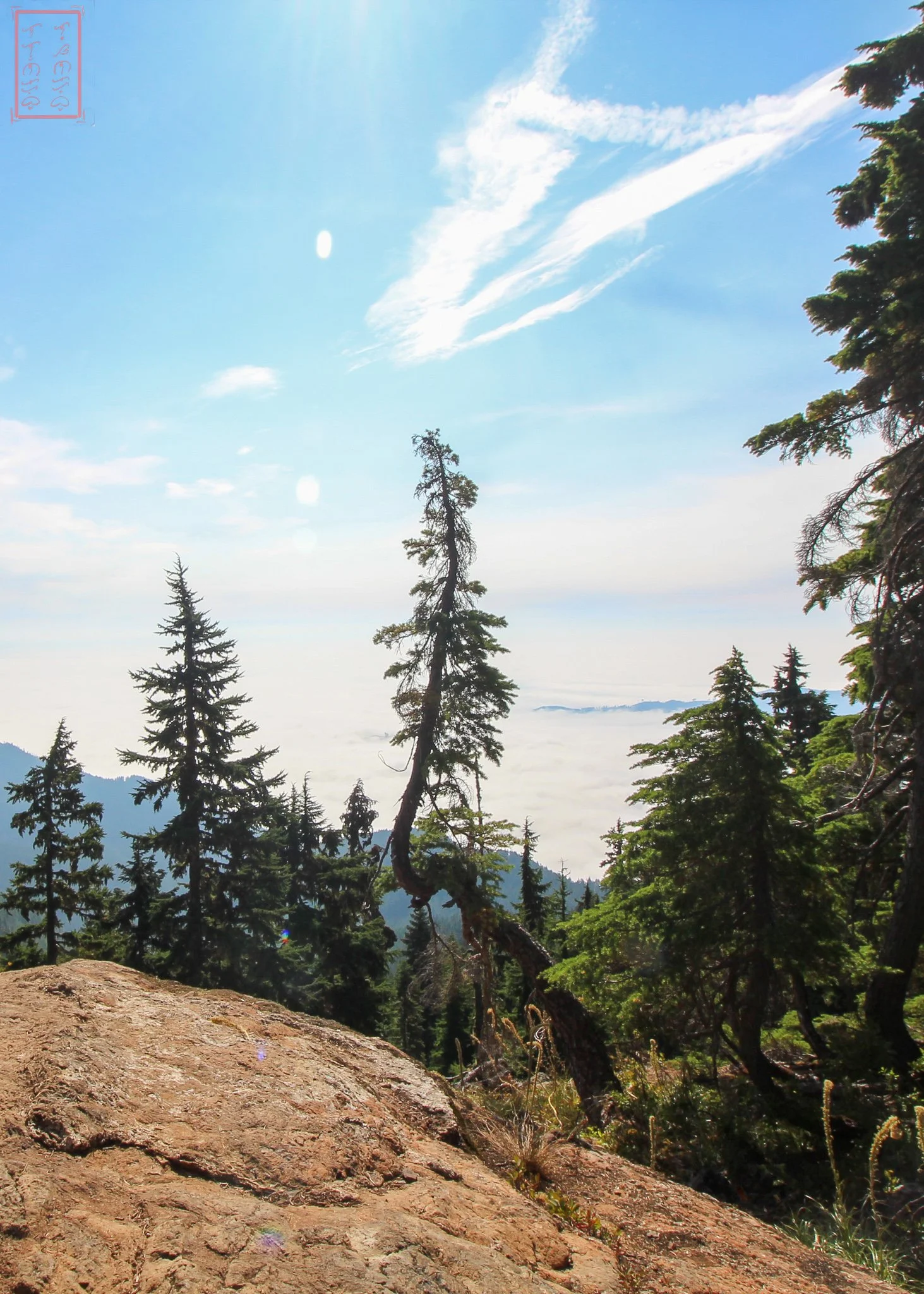 WA: Mount Ellinor