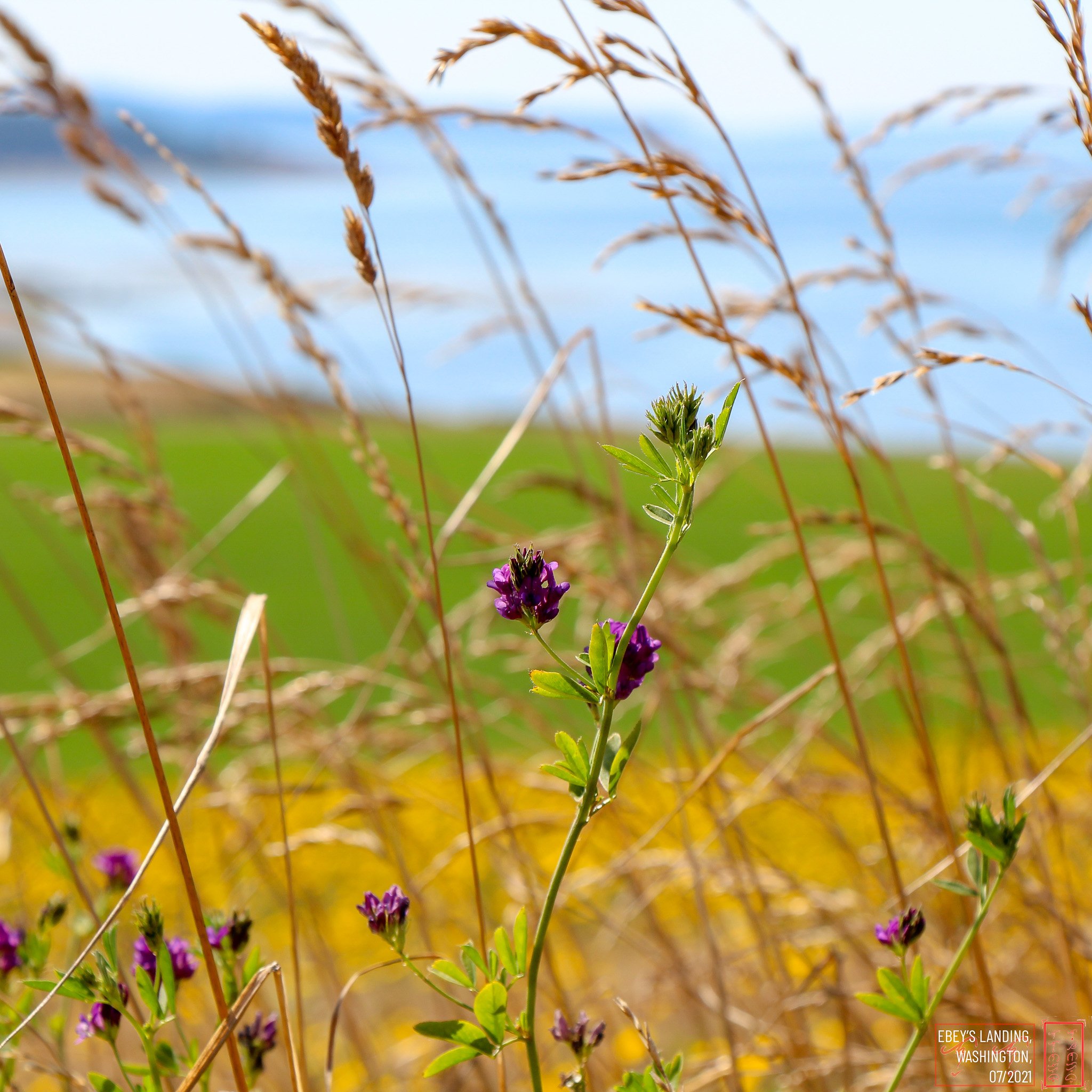 WA: Ebey's Landing