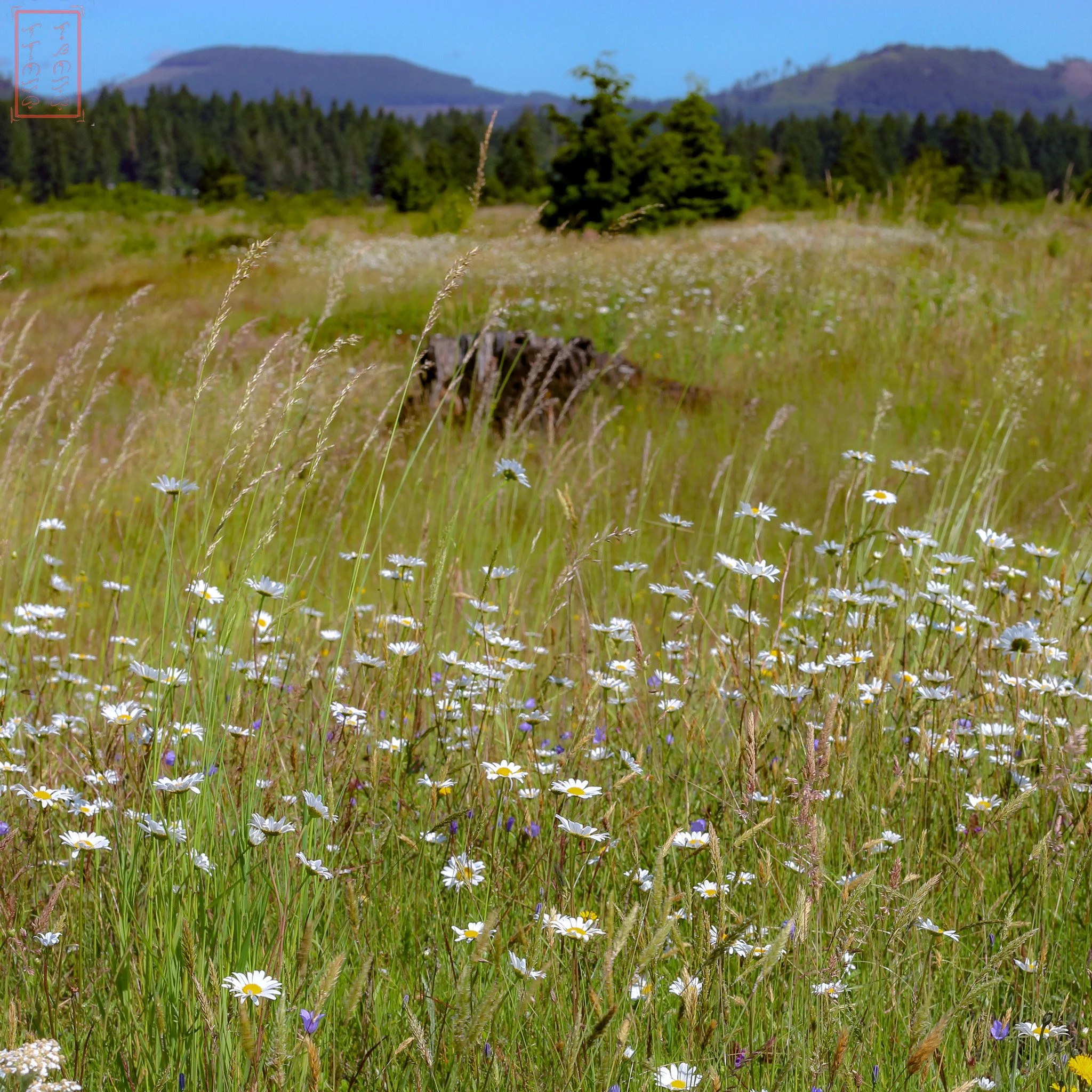 WA: Mima Mounds