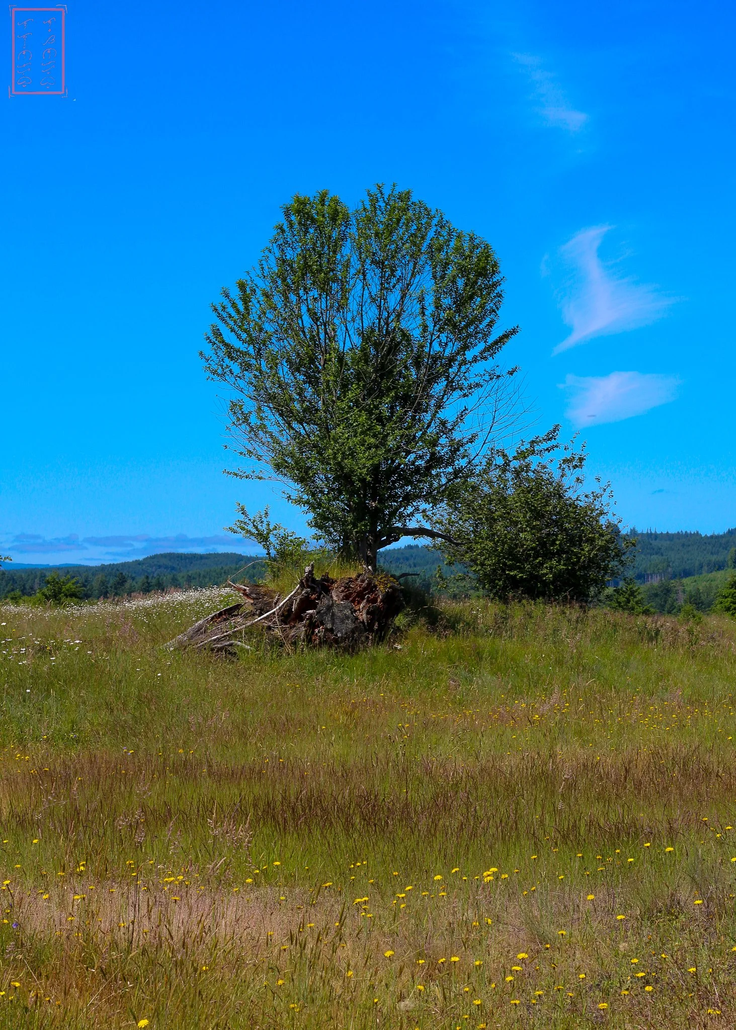 WA: Mima Mounds