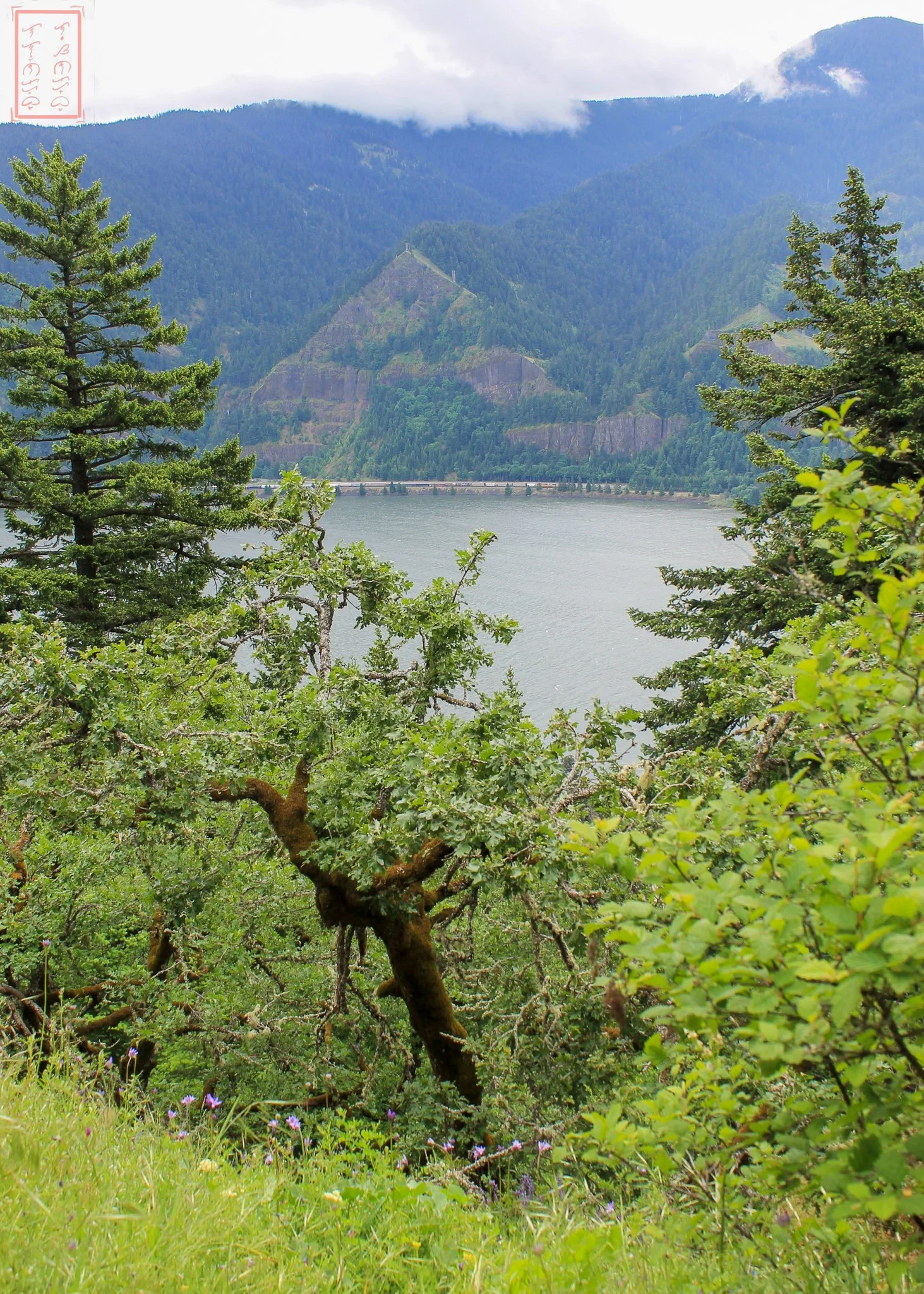 WA: Dog Mountain