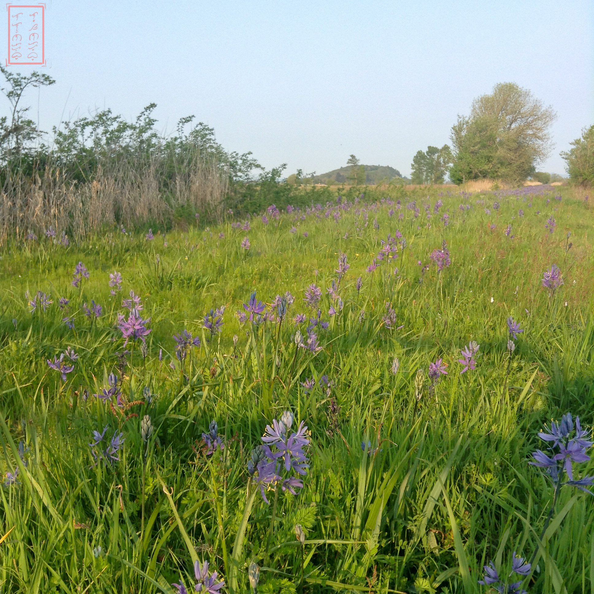 OR: William L. Finley National Wildlife Refuge