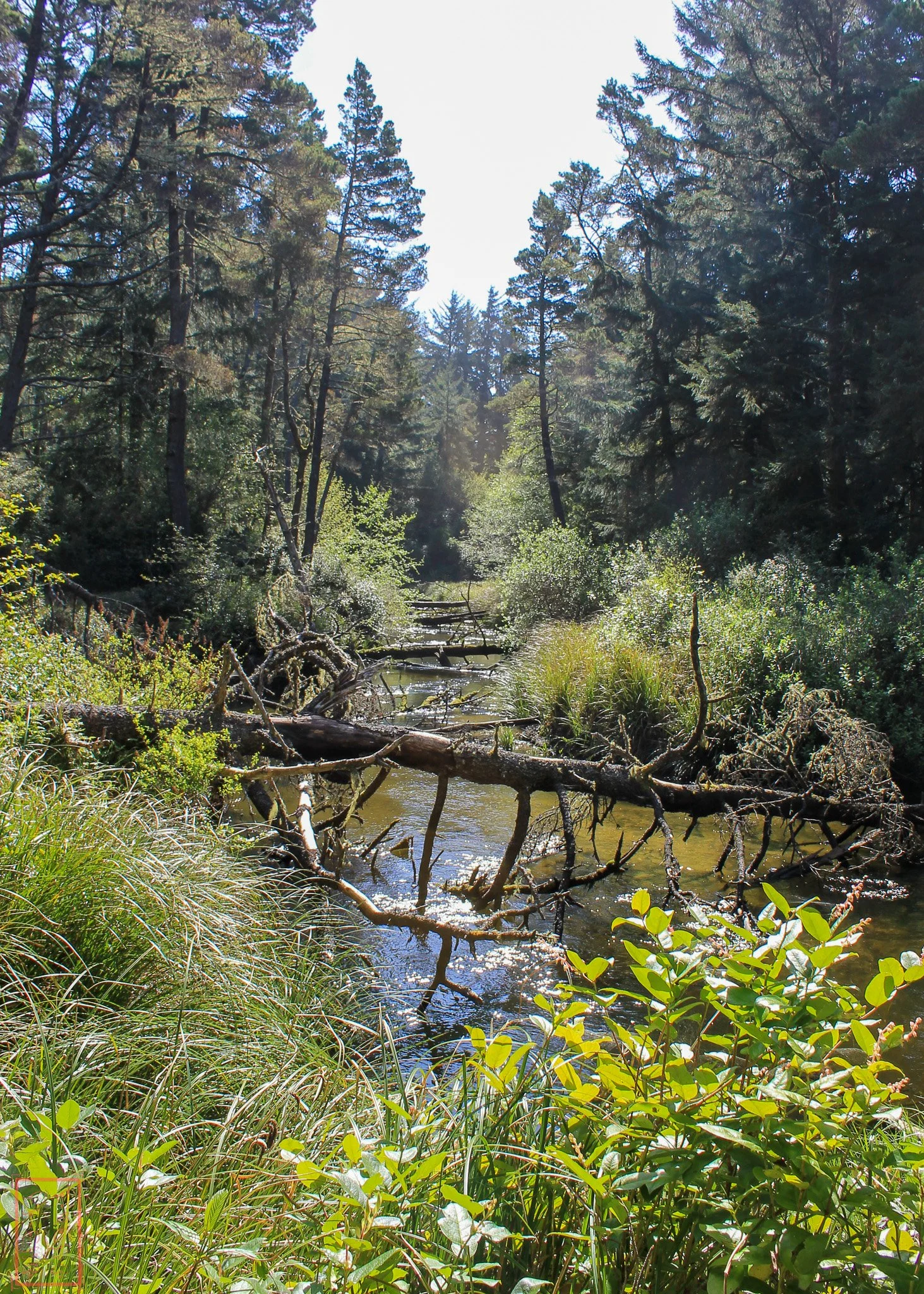 OR: Sutton Creek