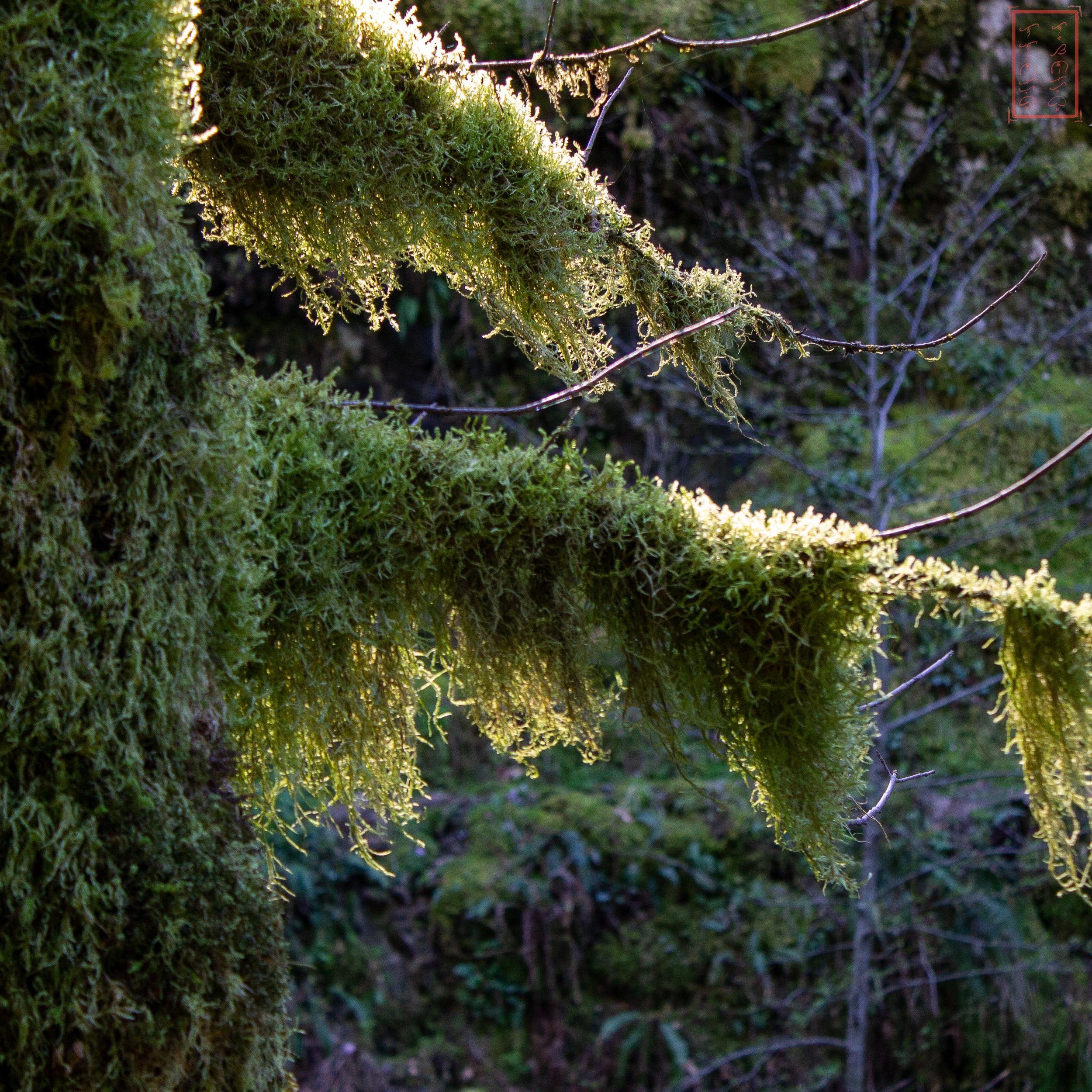 OR: Oneonta Gorge