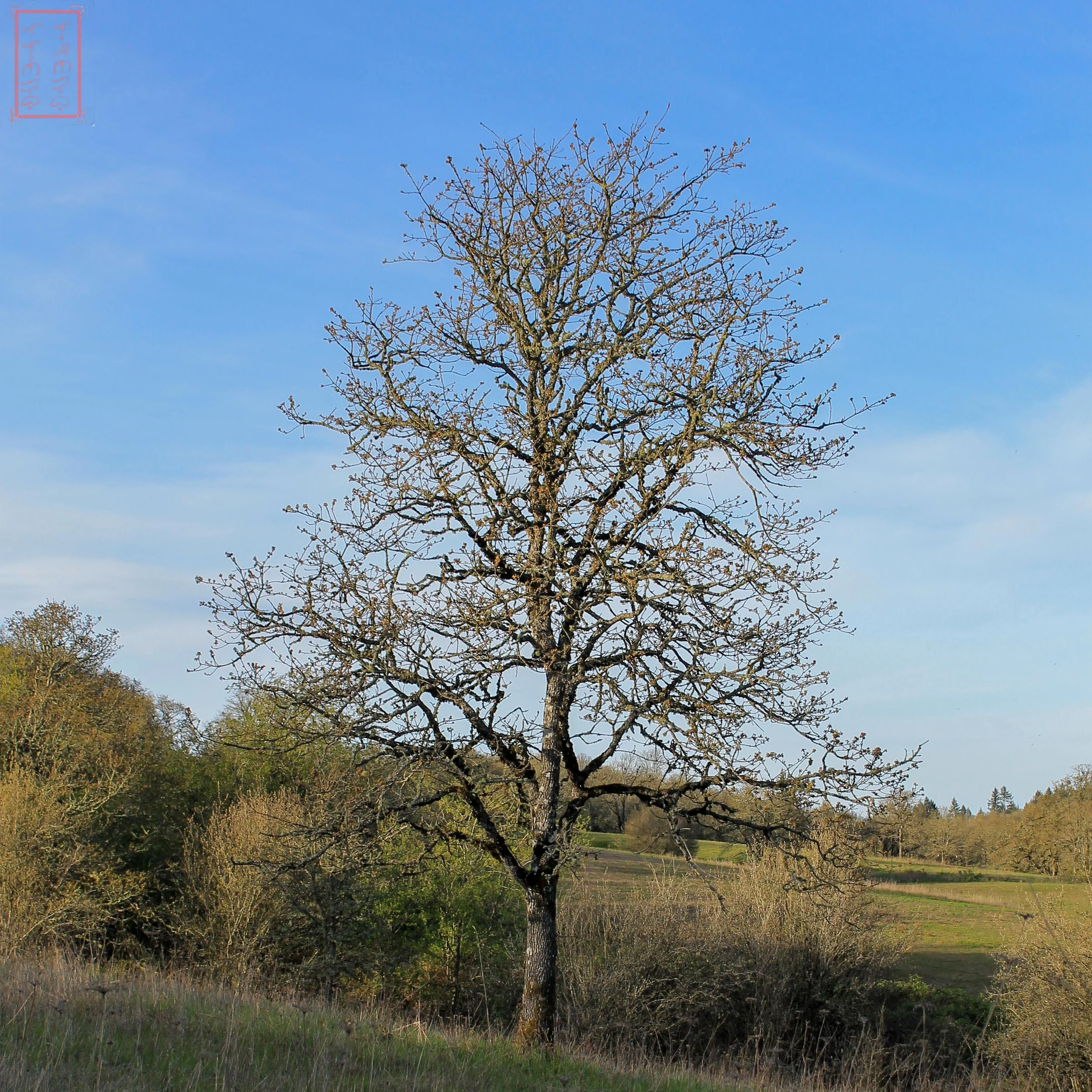 OR: Baskett Slough