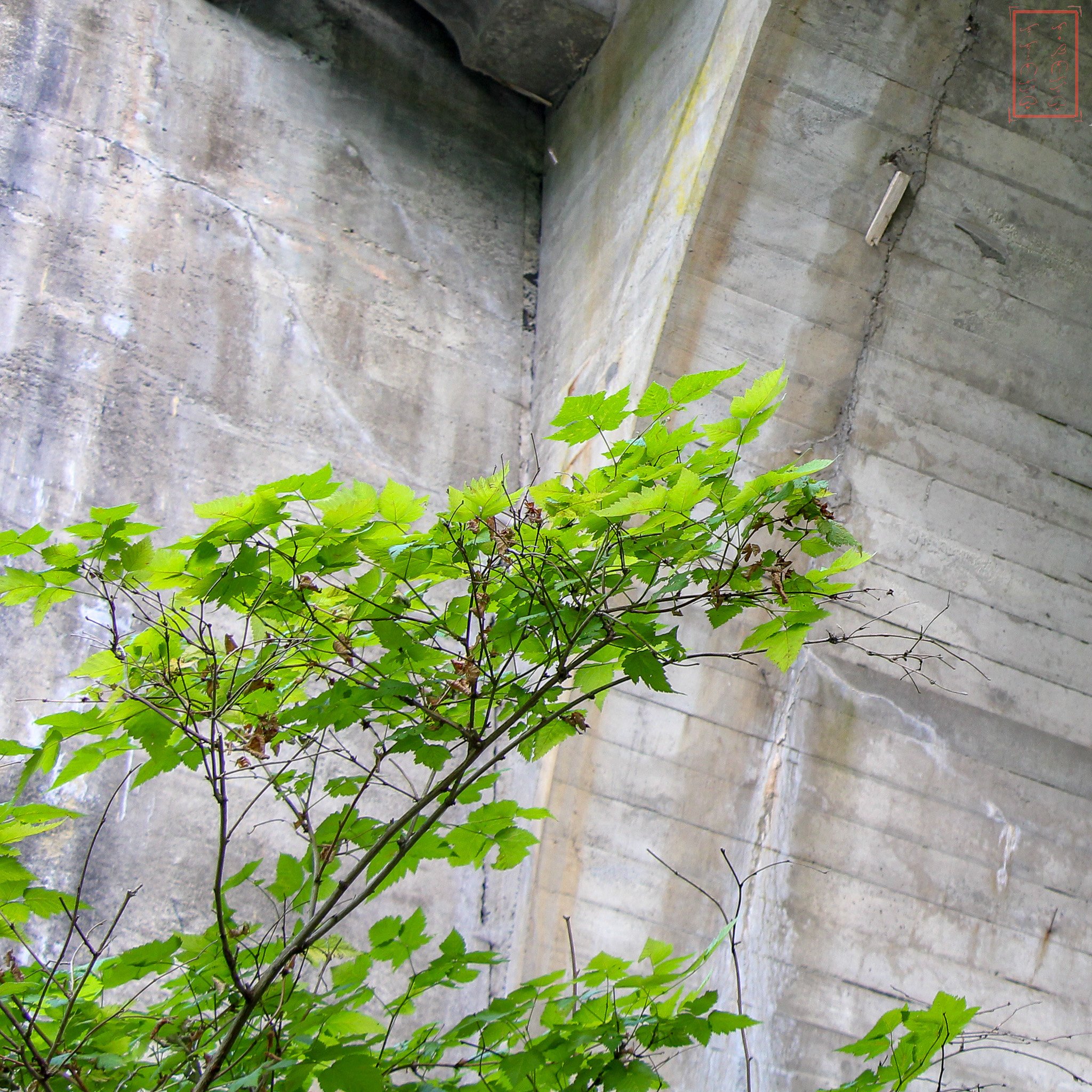 WA: Tumwater Falls