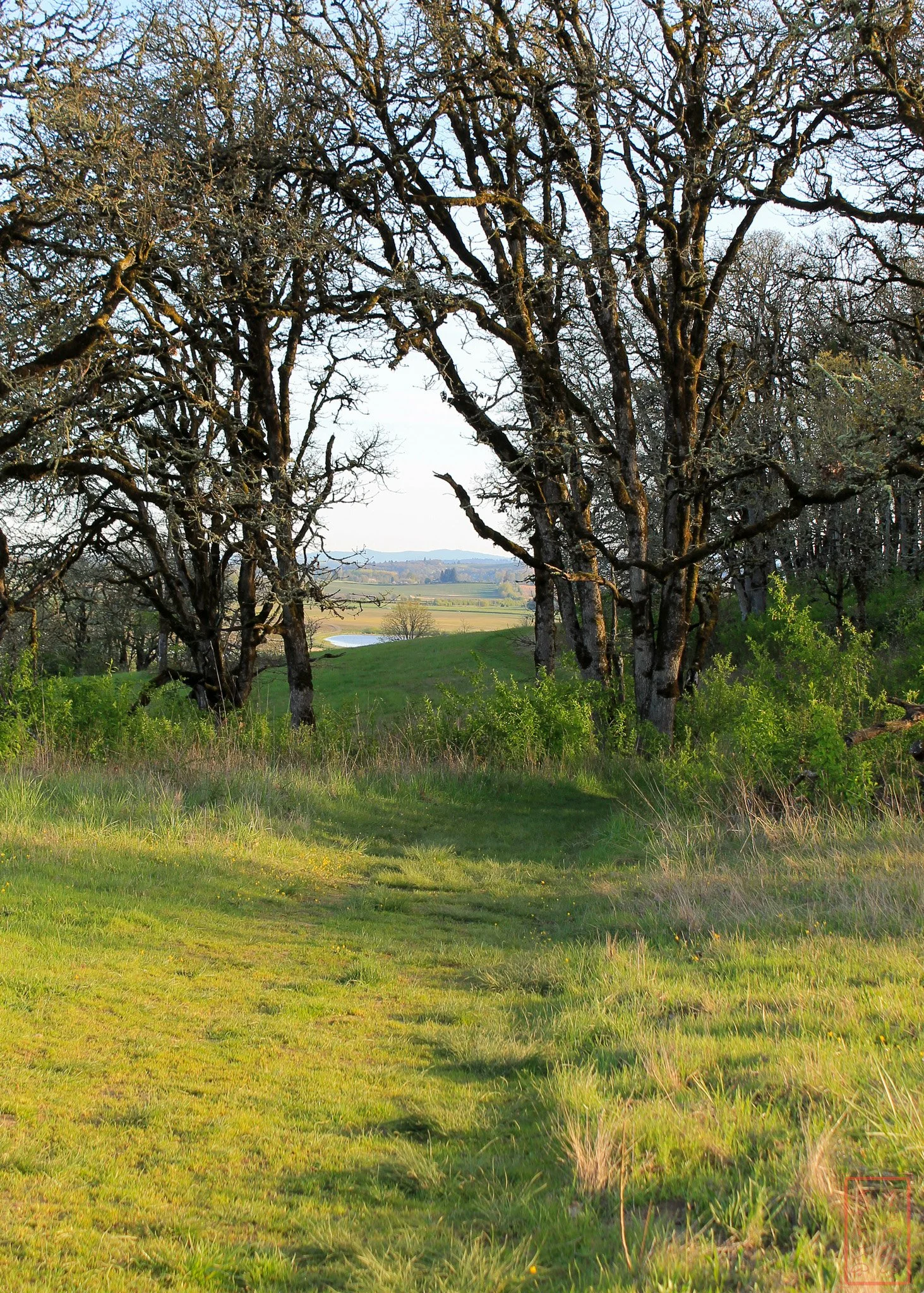 OR: Baskett Slough