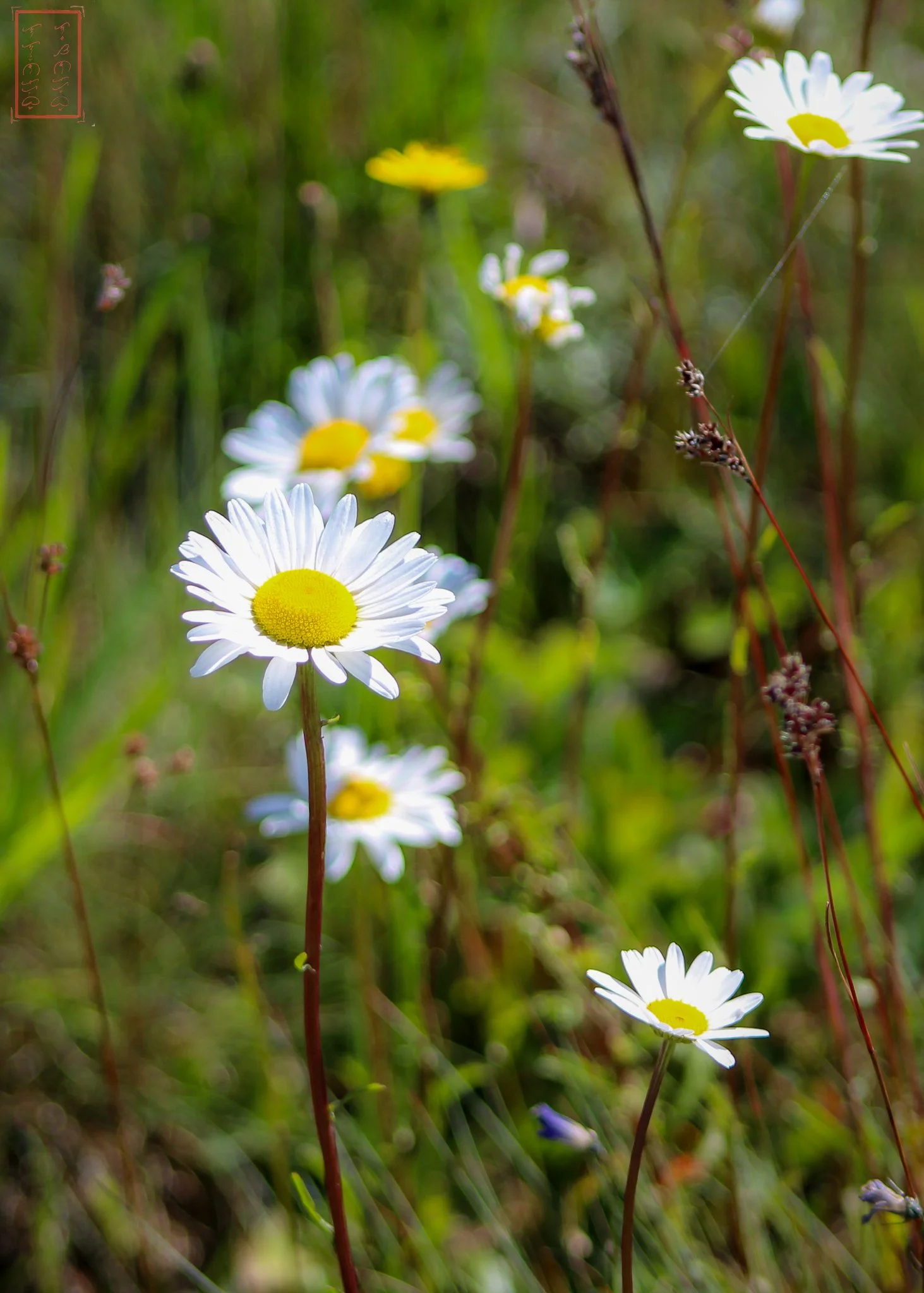 WA: Mima Mounds