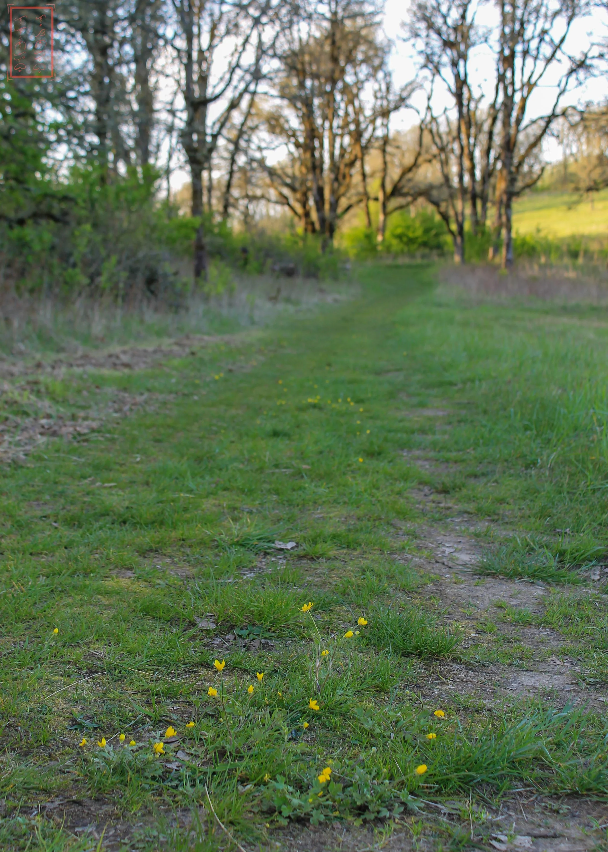OR: Baskett Slough