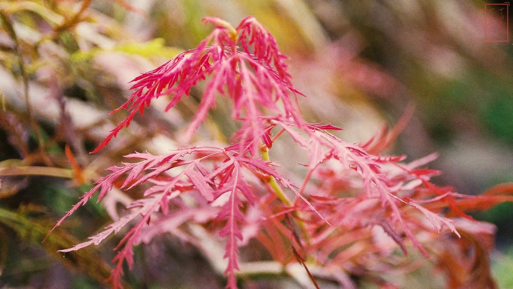 0_Portland_16X9.jpg