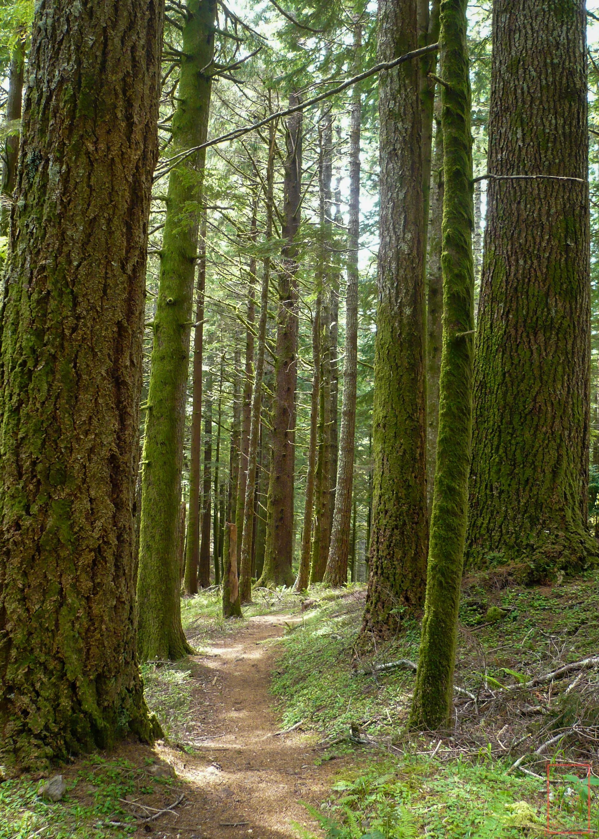 OR: Cape Perpetua
