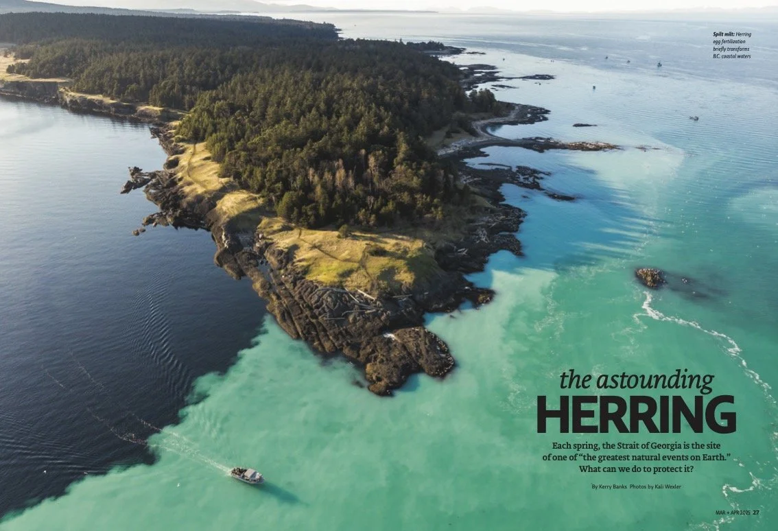 The Astounding Herring / Canadian Wildlife / Mar-Apr 2025