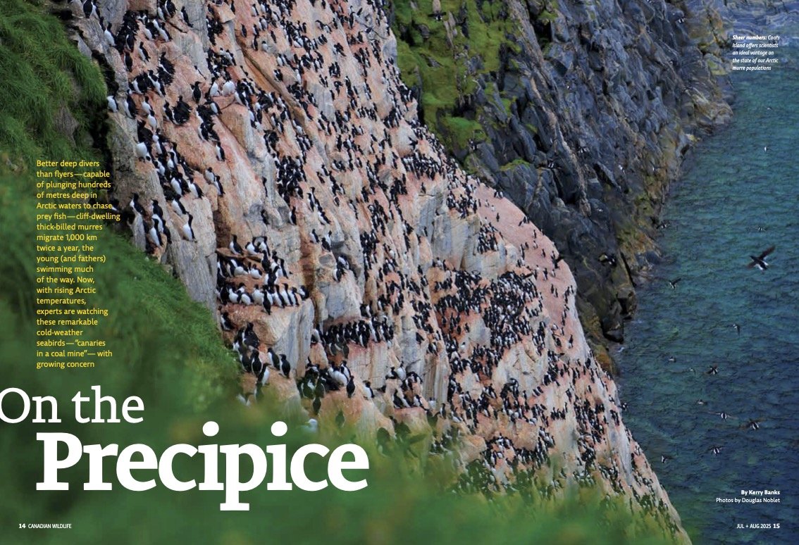 On the Precipice.jpg