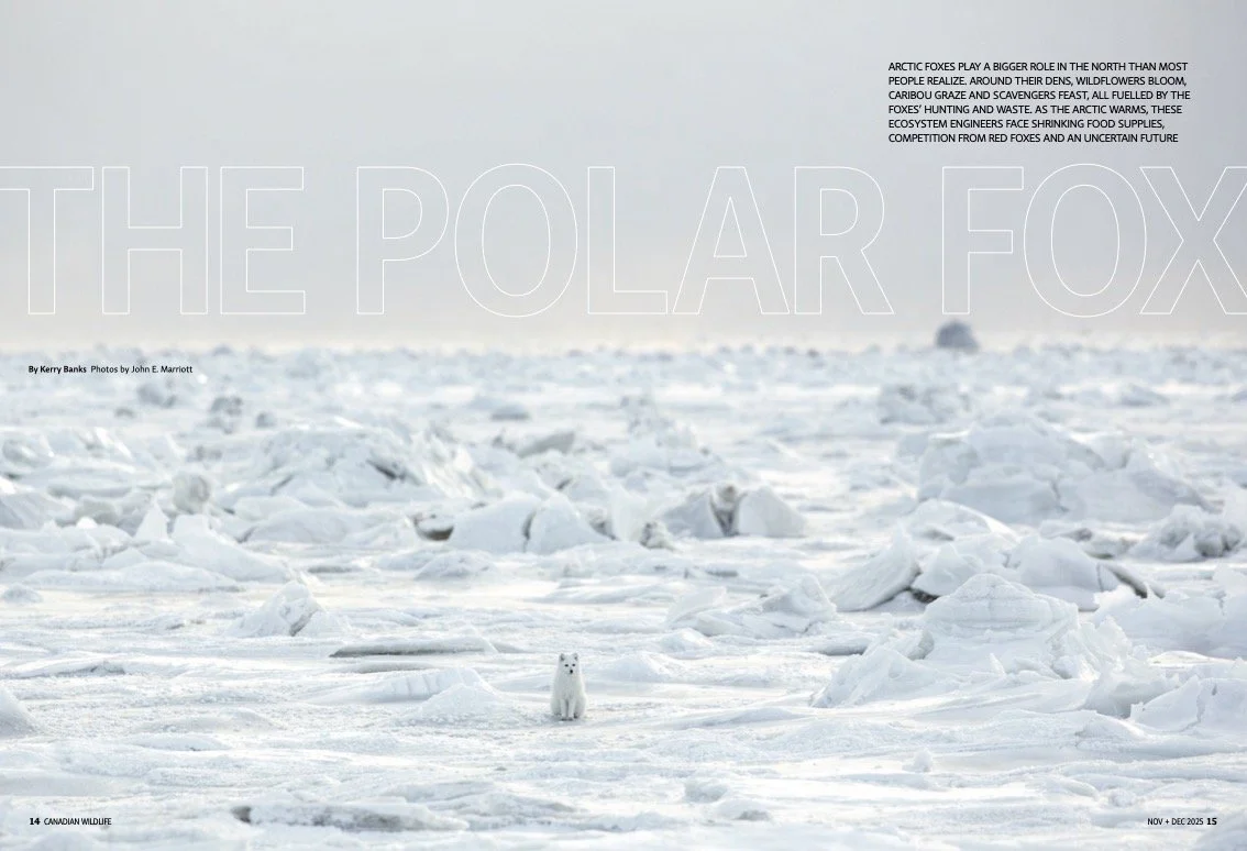 The Polar Fox