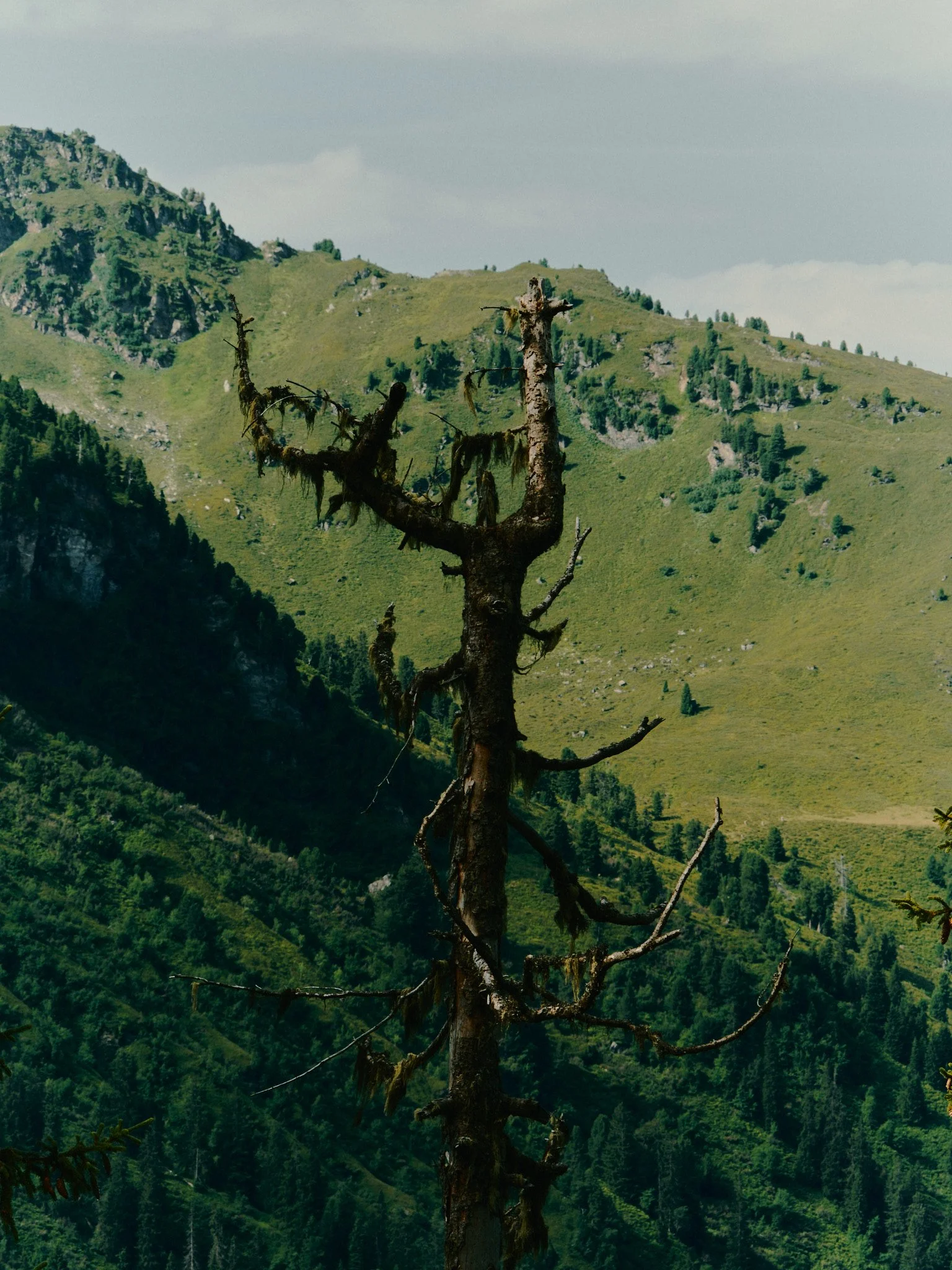A dead, moss-covered tree in a mountainous landscape with green hills and forested slopes.