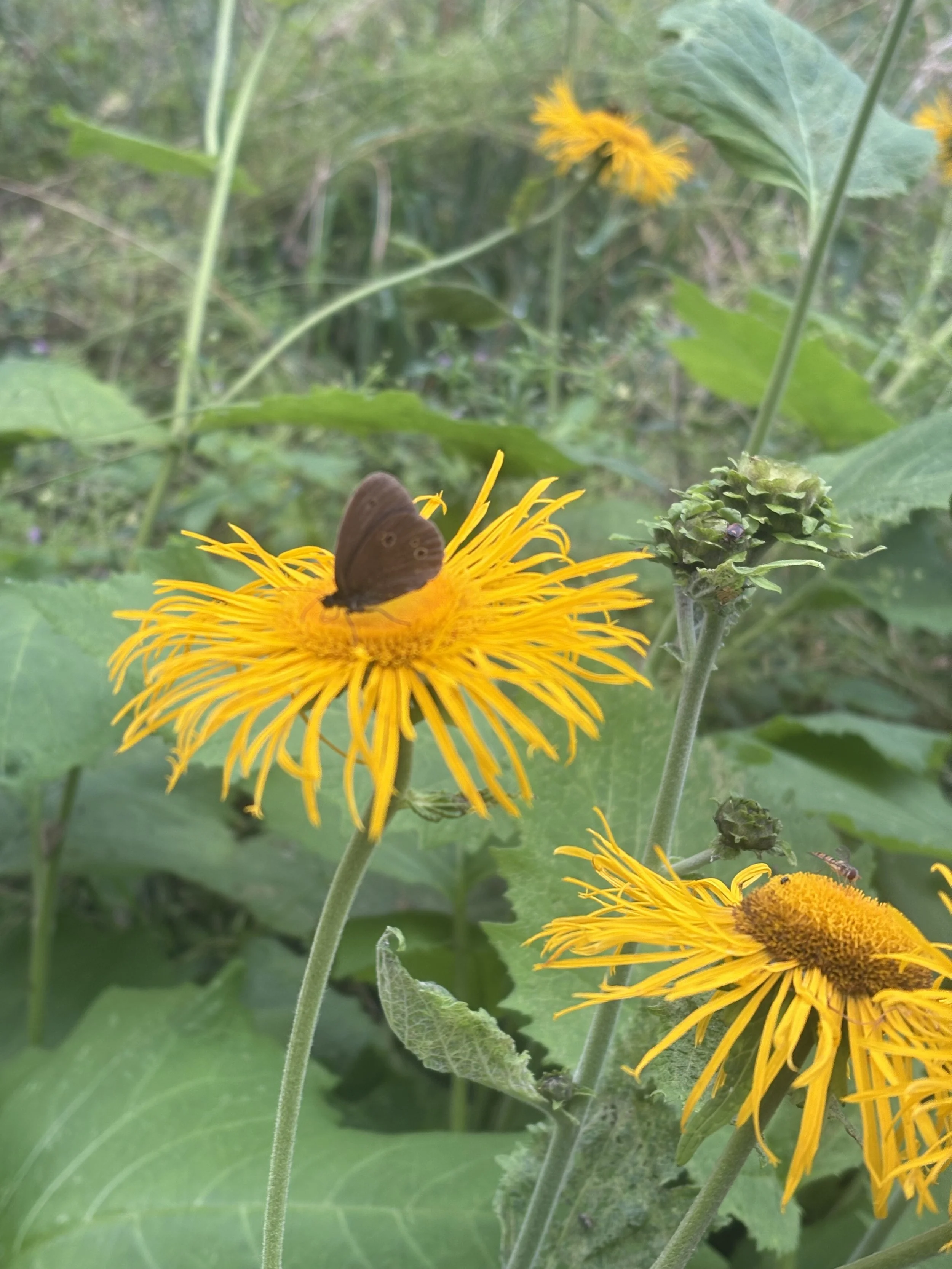 Hvorfor virker EFT-parterapi så godt? – Evidensbaseret parterapi i Odense