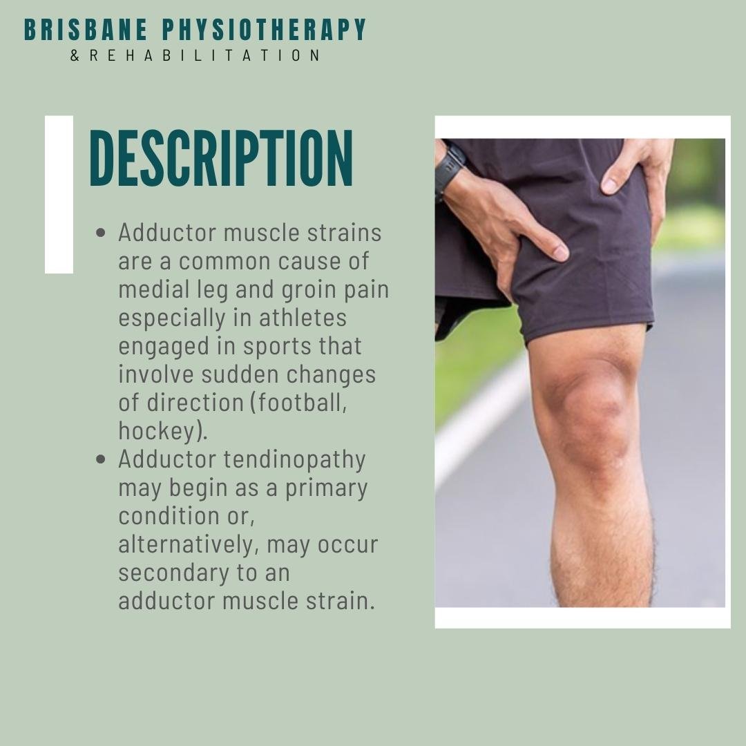 Adductor Muscles