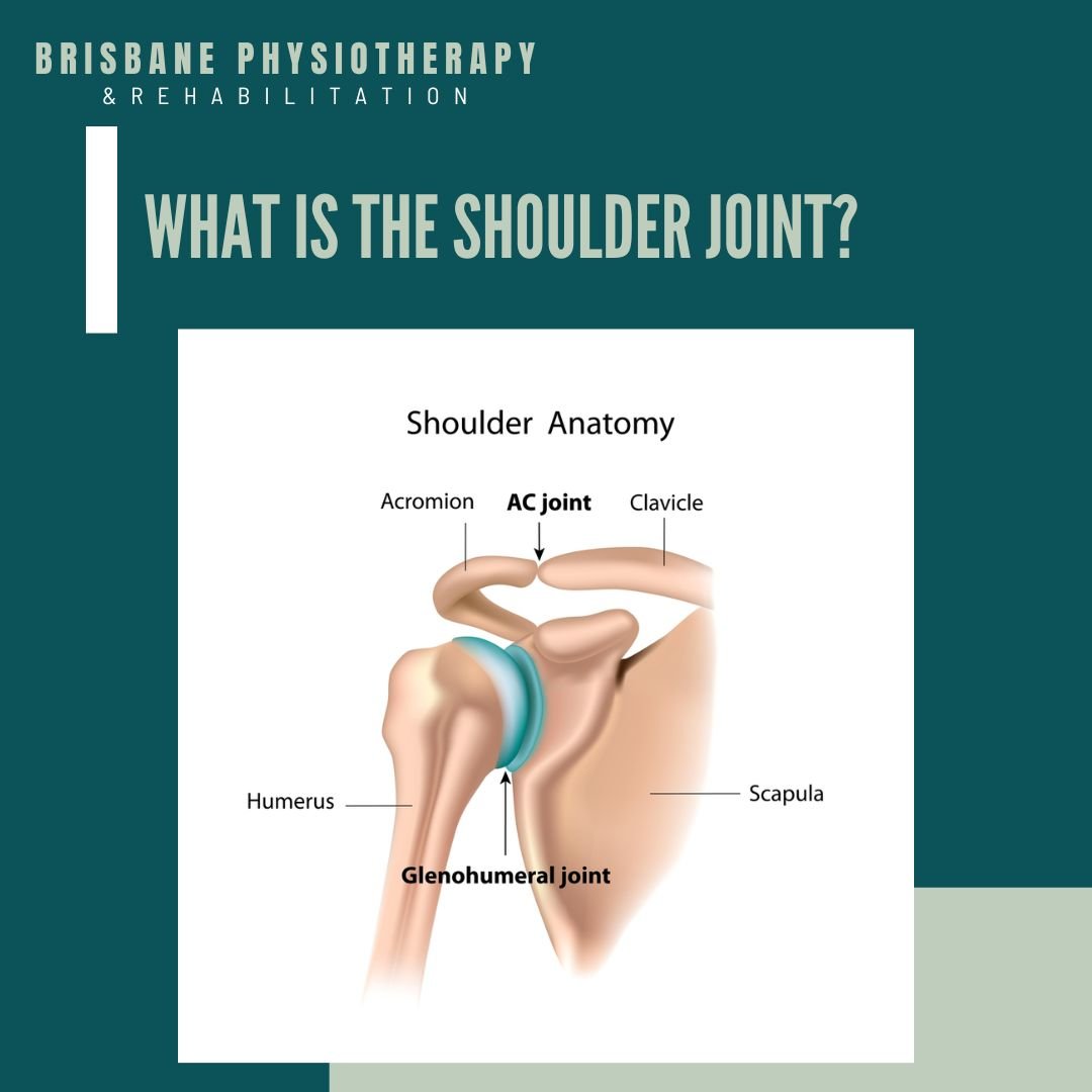 Shoulder Joint