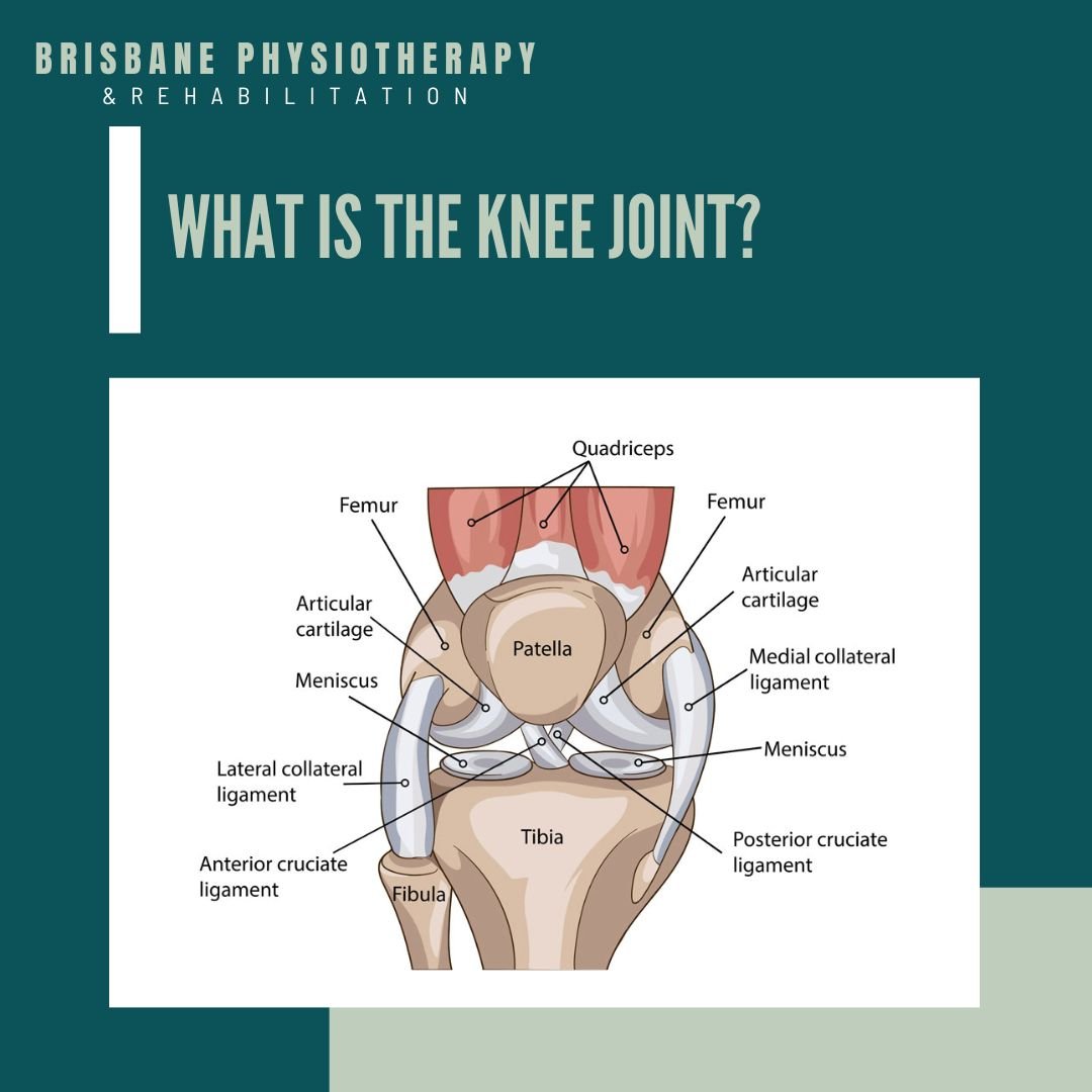 What is the Knee Joint?