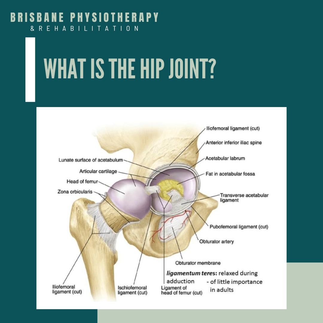 What is the Hip Joint?