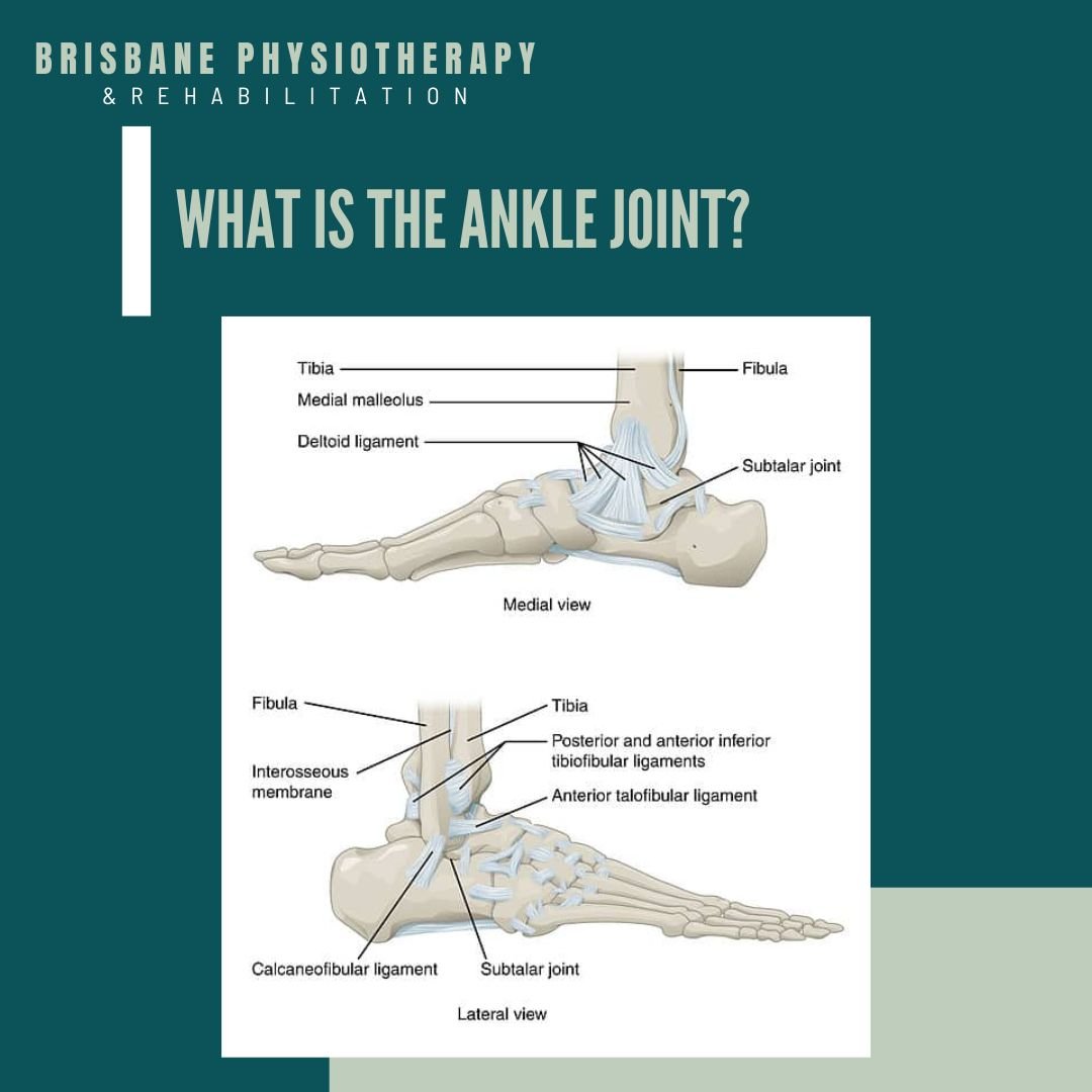What is the Ankle Joint?